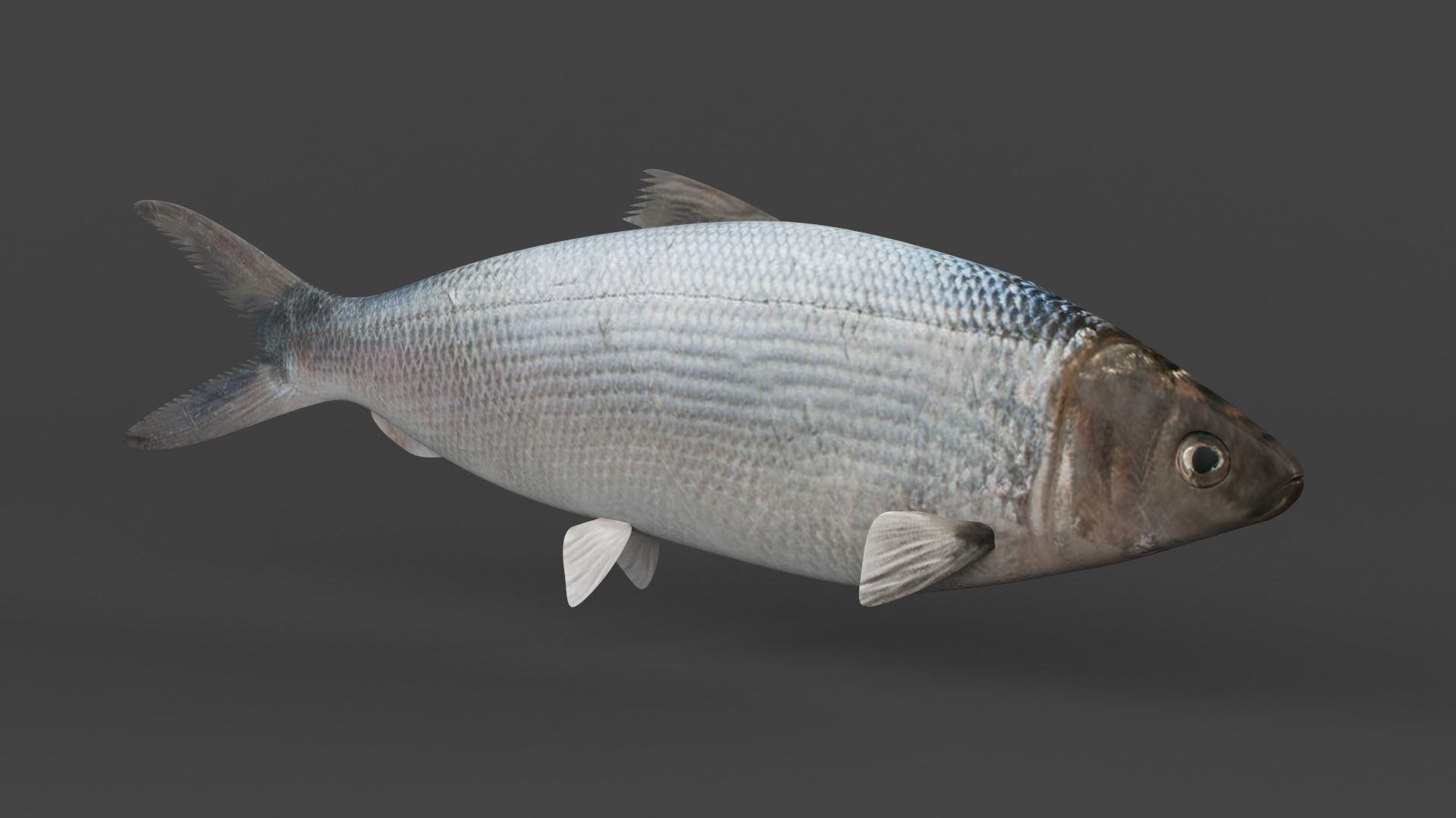 Milkfish fish 3D model_1
