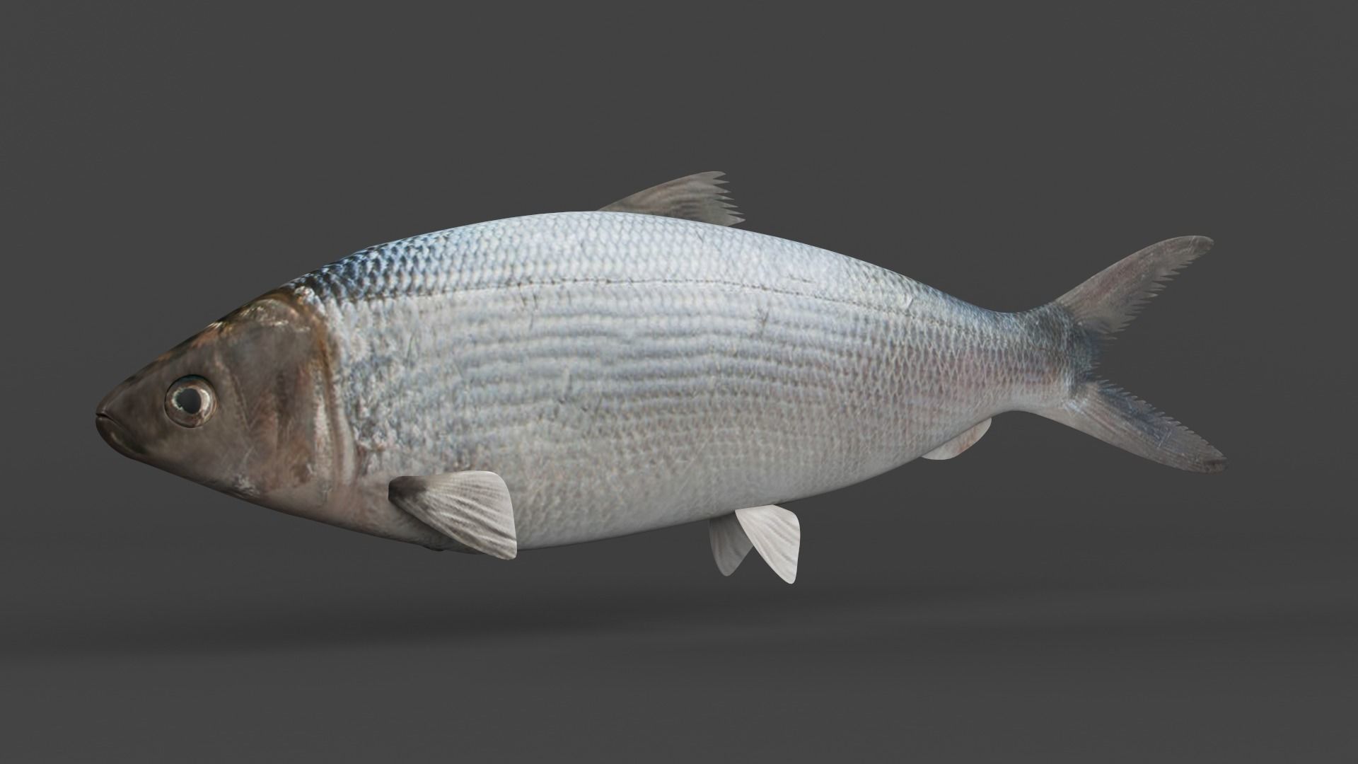 Milkfish fish 3D model_4