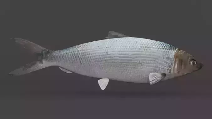 Milkfish fish 3D model