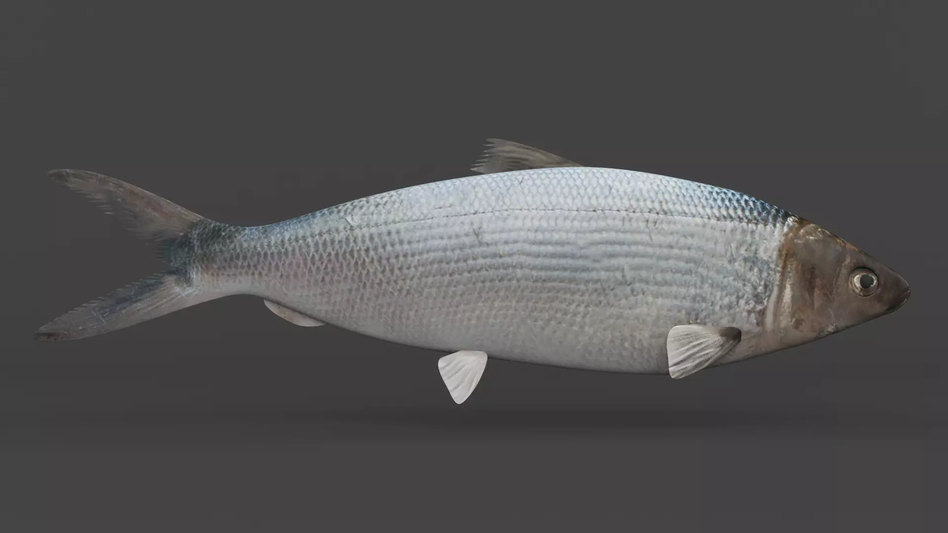 Milkfish fish 3D model_0