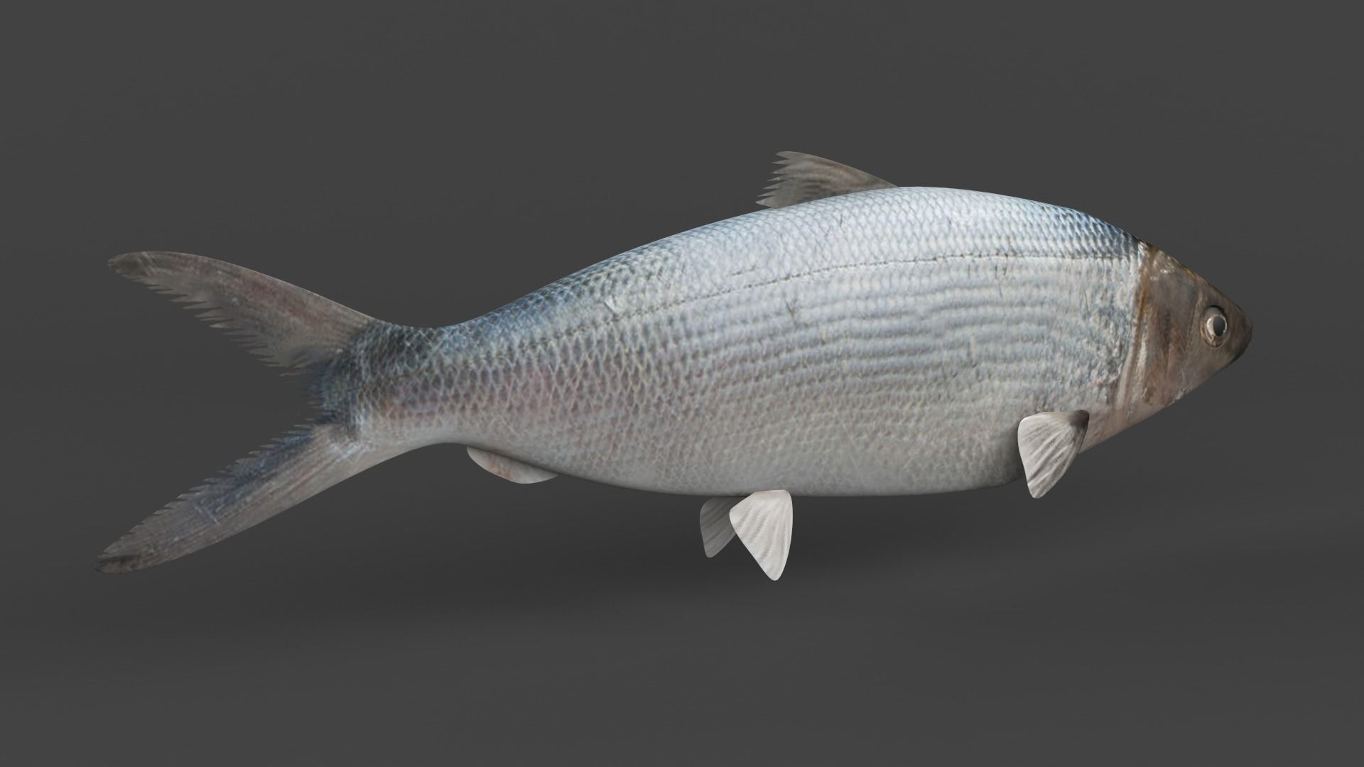 Milkfish fish 3D model_3