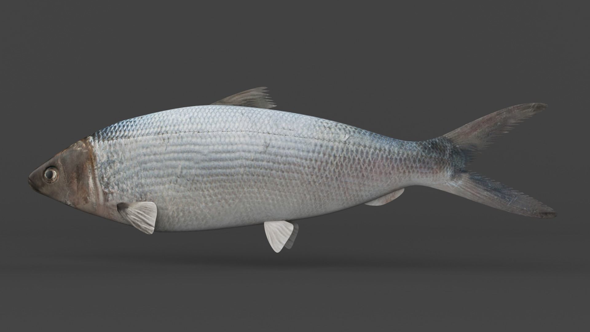 Milkfish fish 3D model_2