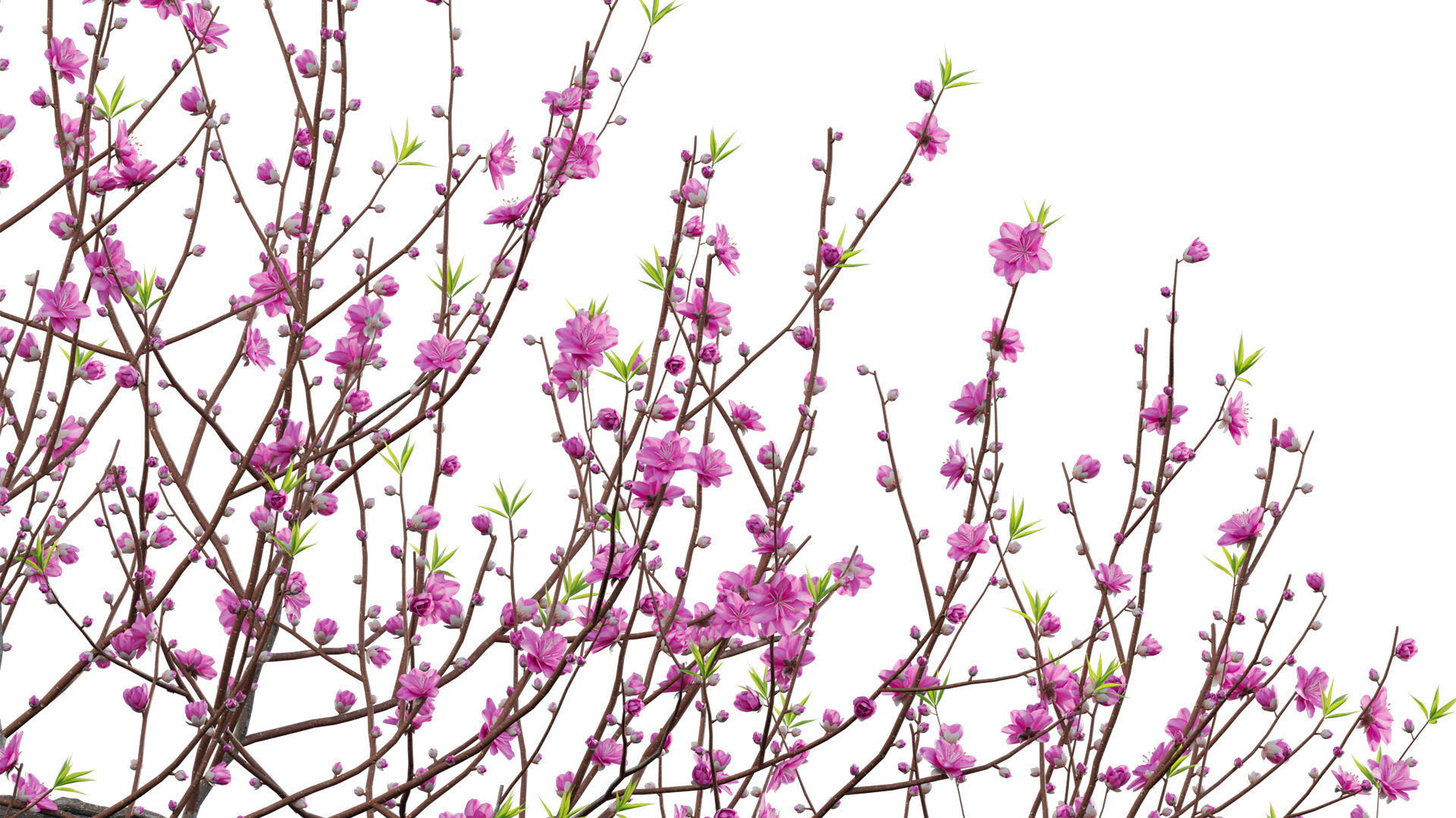 Prunus persica - Peach - Nectarine Trees - 04 3D model_3