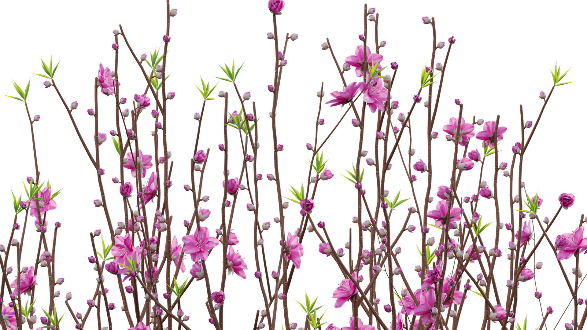 Prunus persica - Peach - Nectarine Trees - 04 3D model_1