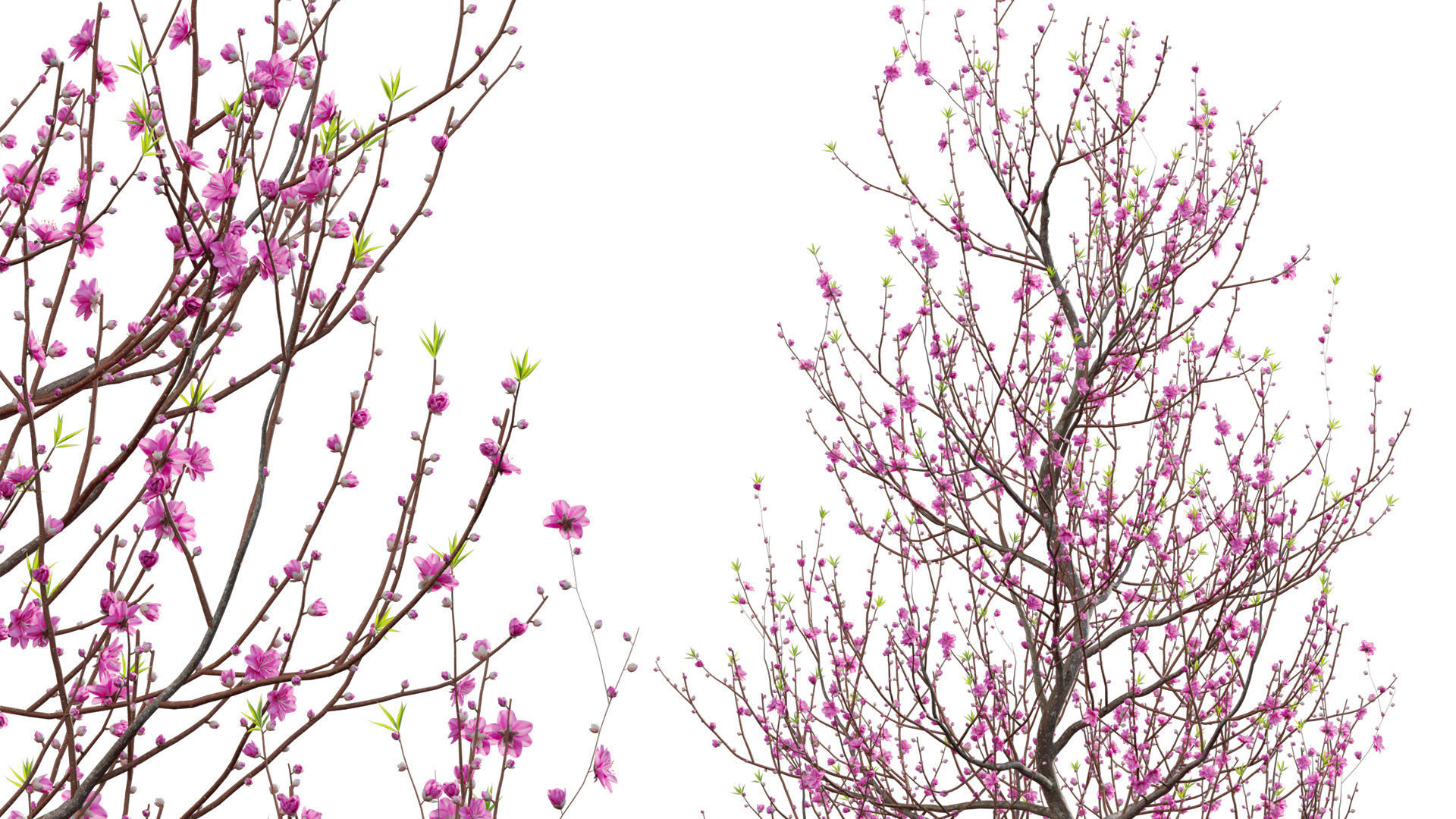 Prunus persica - Peach - Nectarine Trees - 04 3D model_5