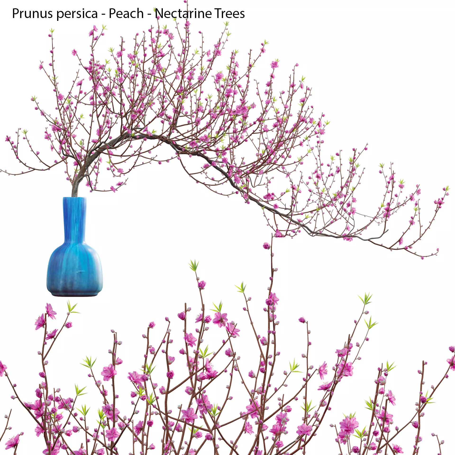 Prunus persica - Peach - Nectarine Trees - 04 3D model_0