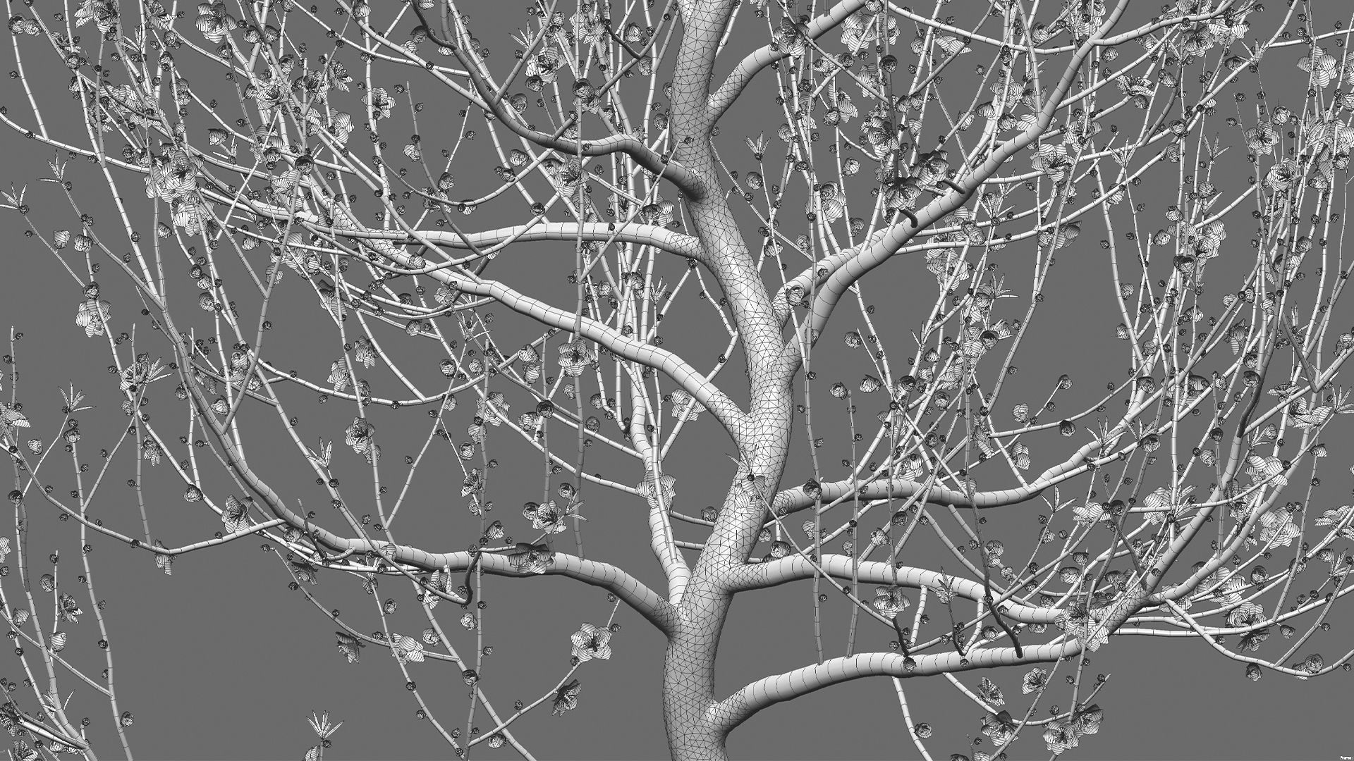 Prunus persica - Peach - Nectarine Trees - 05 3D model_6