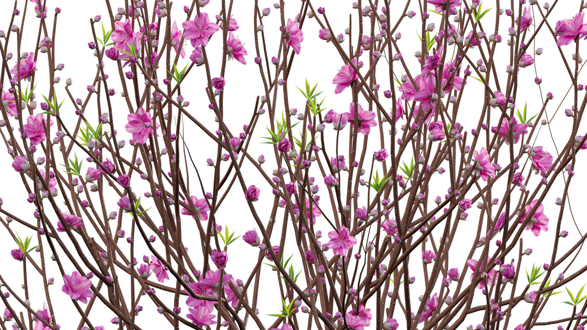 Prunus persica - Peach - Nectarine Trees - 05 3D model_2