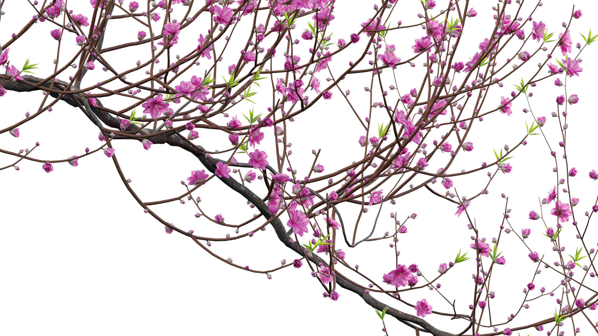 Prunus persica - Peach - Nectarine Trees - 05 3D model_4