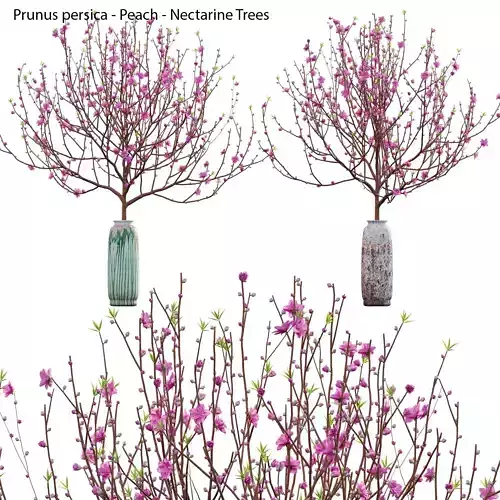 Prunus persica - Peach - Nectarine Trees - 05