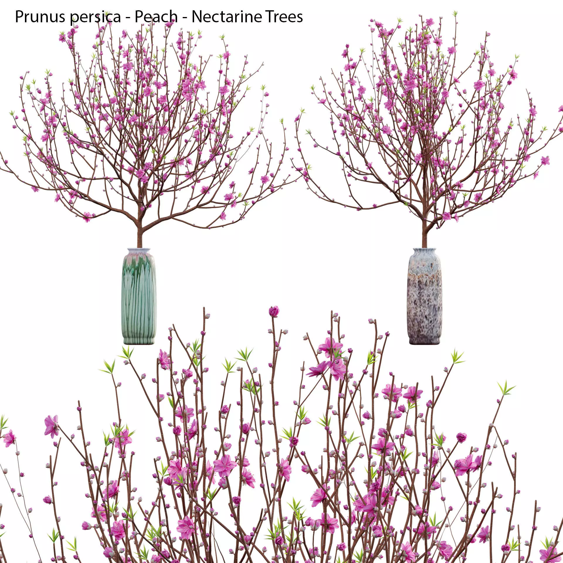 Prunus persica - Peach - Nectarine Trees - 05 3D model_0