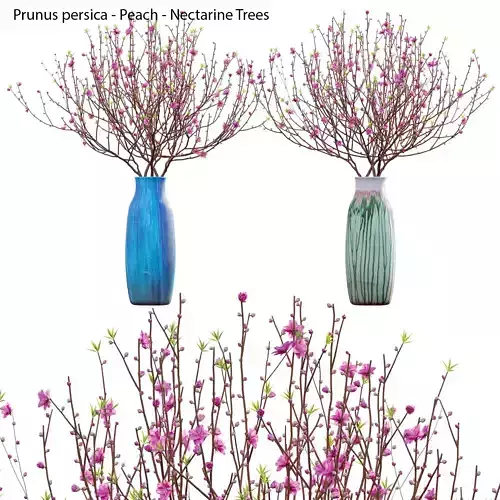 Prunus persica - Peach - Nectarine Trees - 06