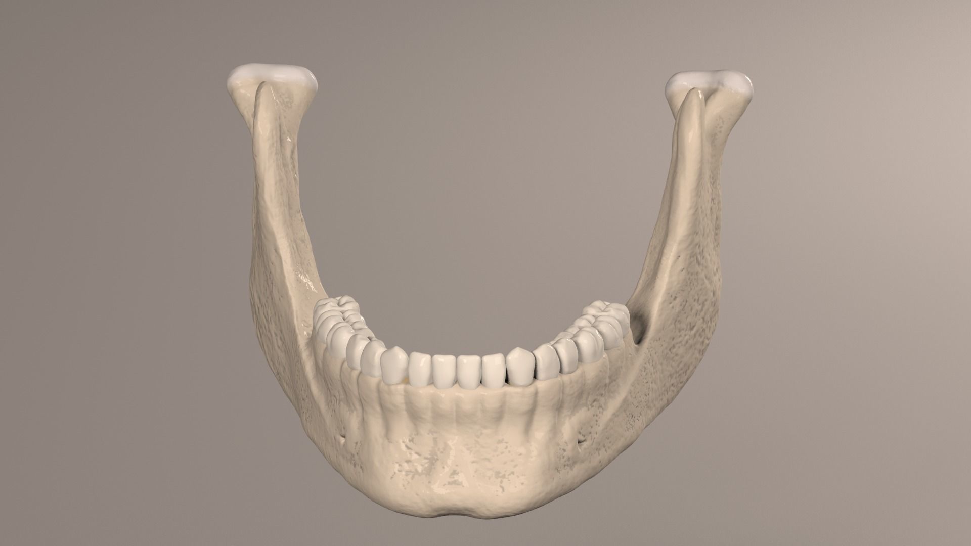 Lower Jaw with Lower Teeth model Low-poly 3D model_19