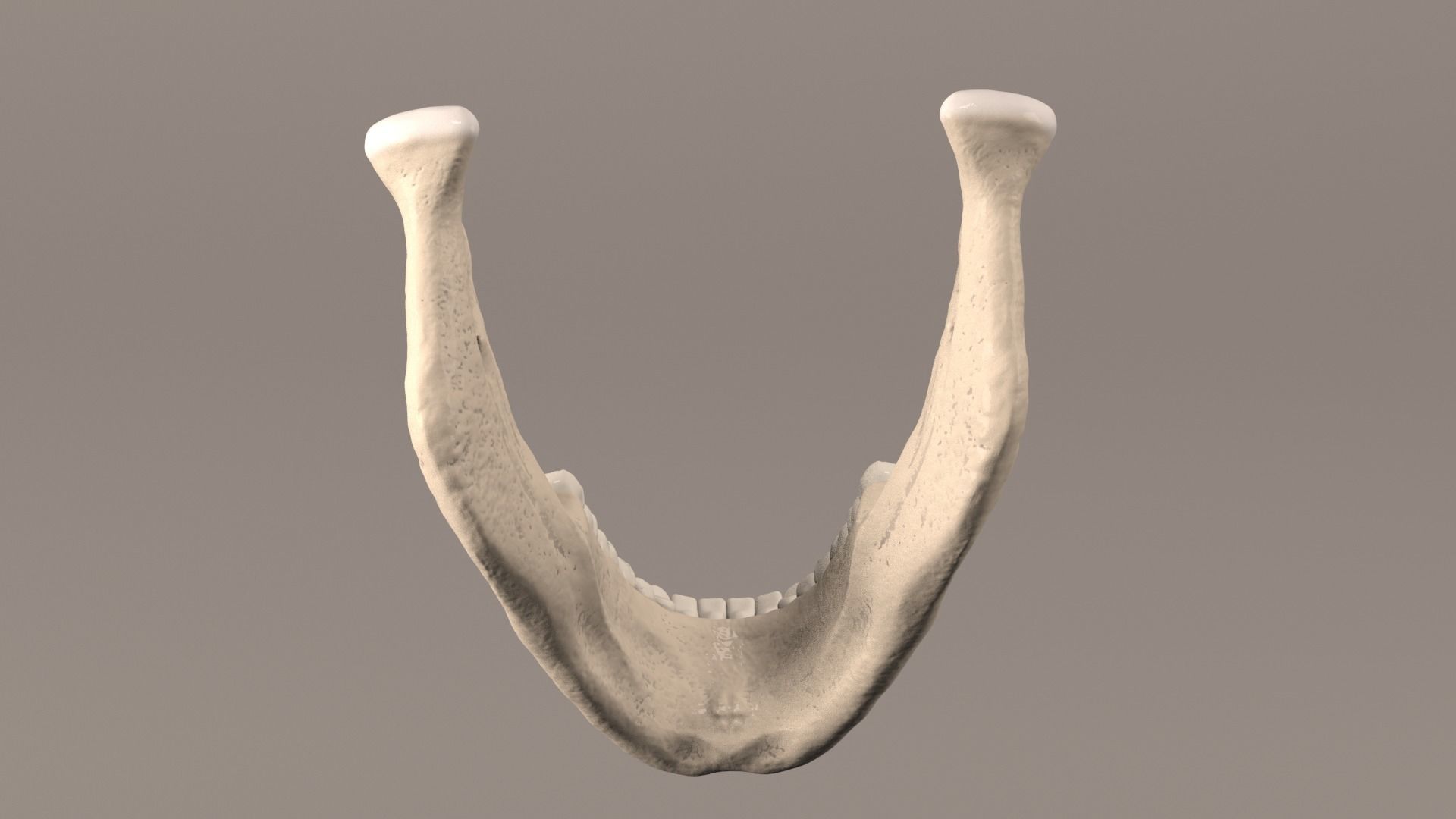 Lower Jaw with Lower Teeth model Low-poly 3D model_7