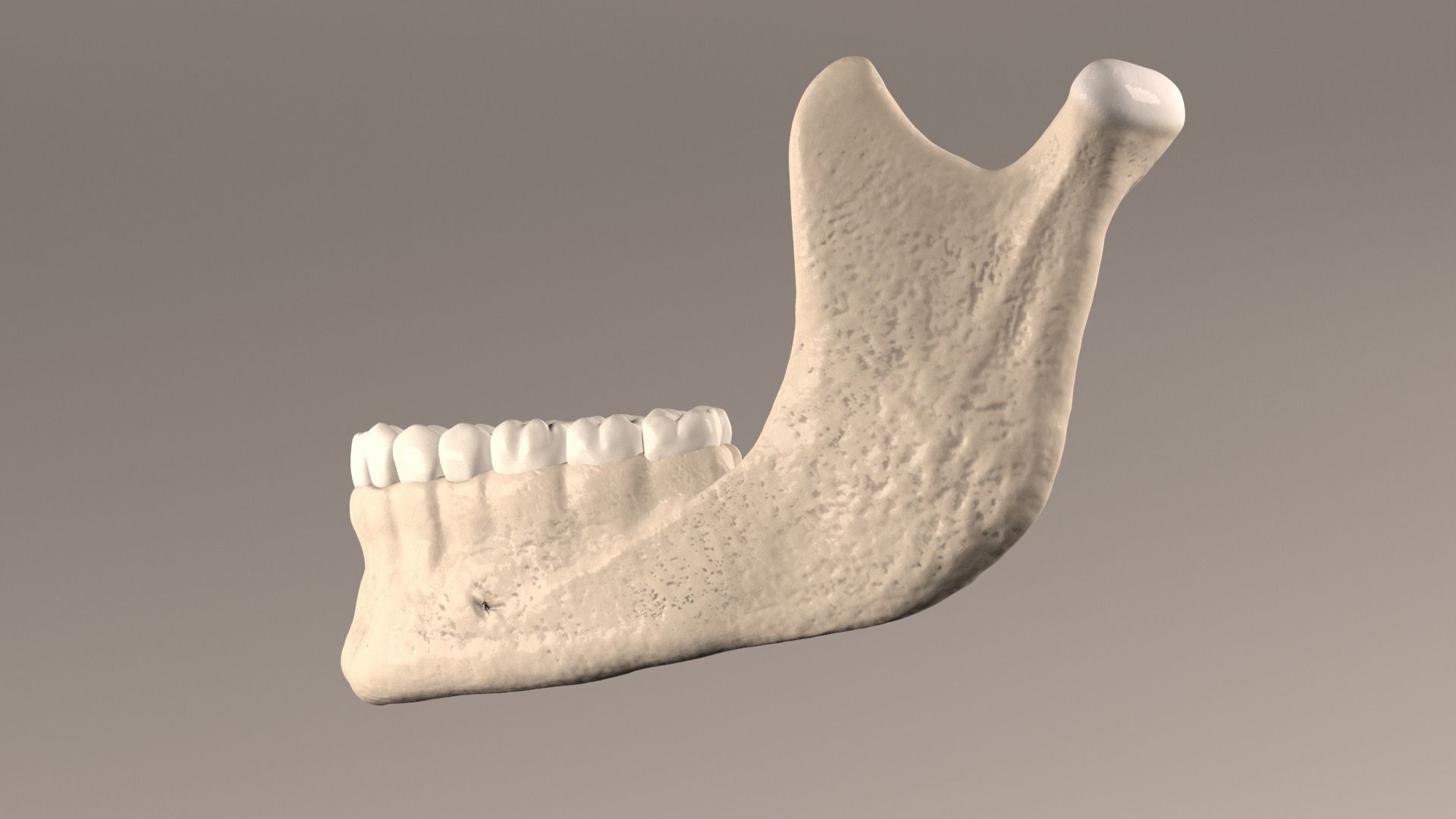 Lower Jaw with Lower Teeth model Low-poly 3D model_5