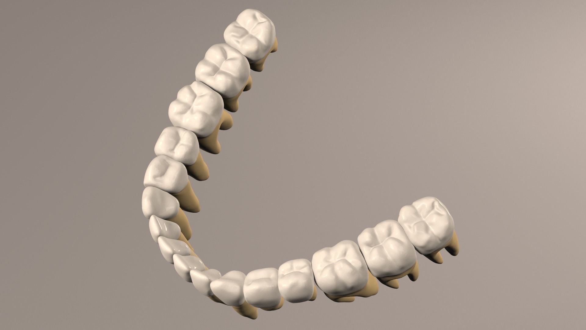 Lower Jaw with Lower Teeth model Low-poly 3D model_13