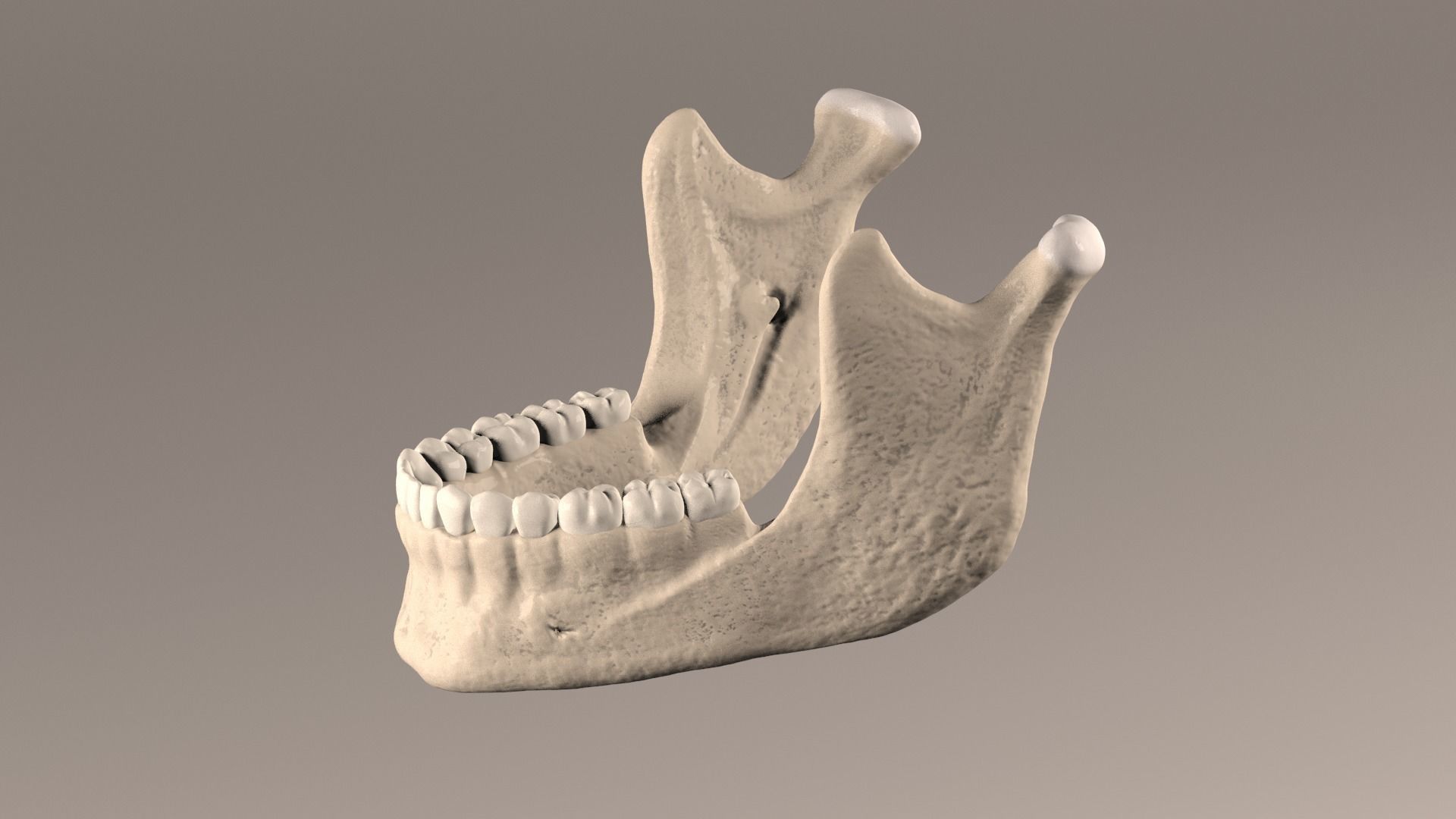 Lower Jaw with Lower Teeth model Low-poly 3D model_4