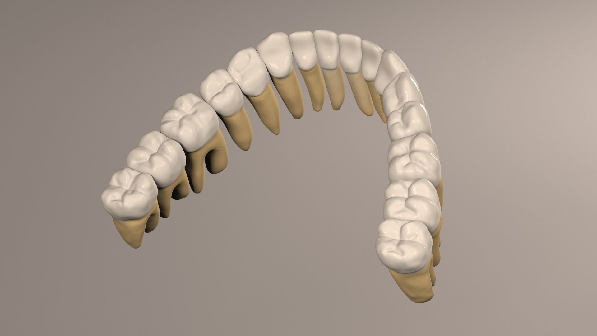 Lower Jaw with Lower Teeth model Low-poly 3D model_18