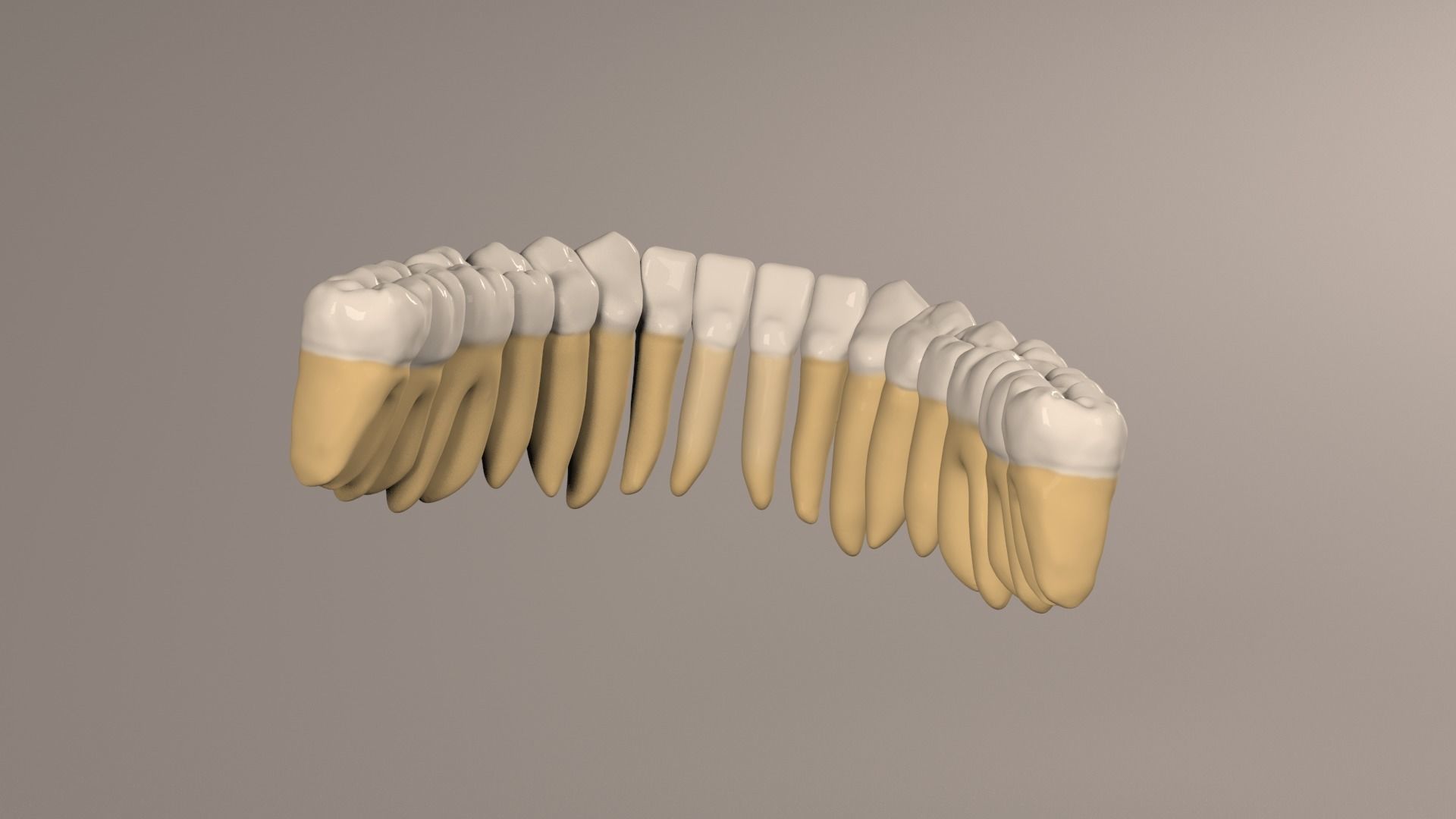 Lower Jaw with Lower Teeth model Low-poly 3D model_15