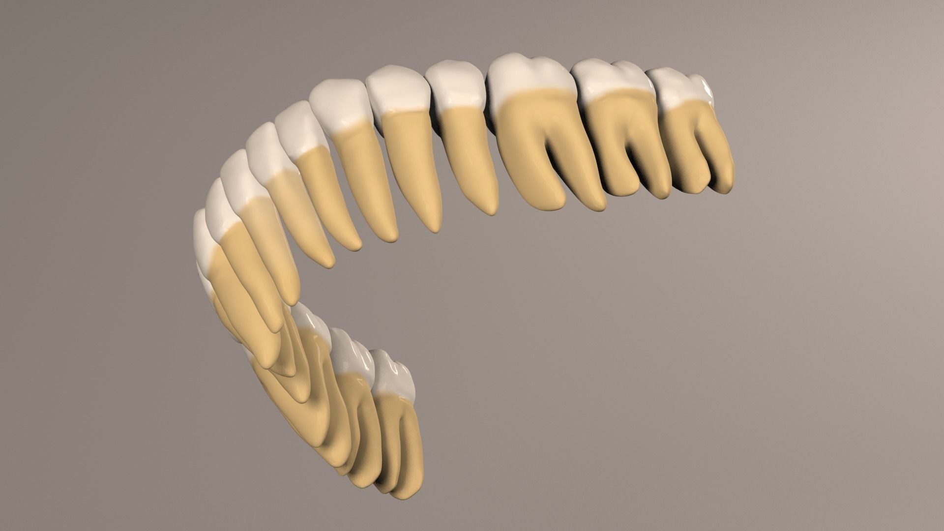 Lower Jaw with Lower Teeth model Low-poly 3D model_14
