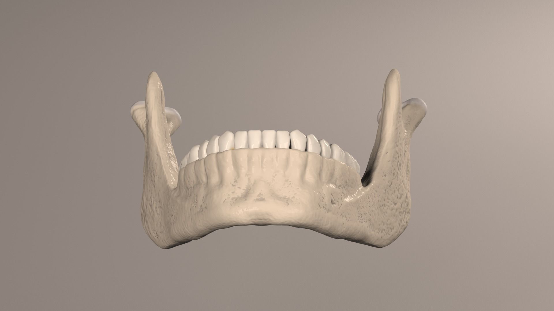Lower Jaw with Lower Teeth model Low-poly 3D model_20