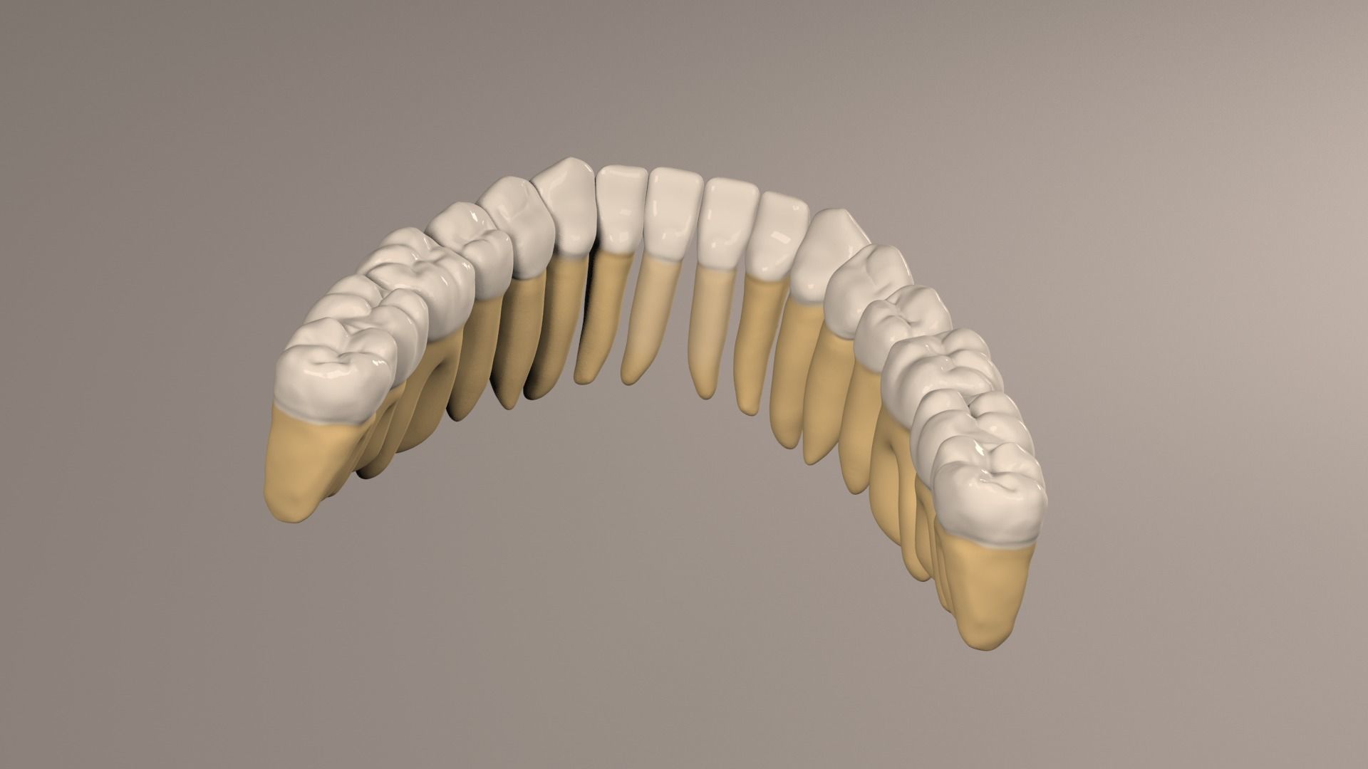 Lower Jaw with Lower Teeth model Low-poly 3D model_16