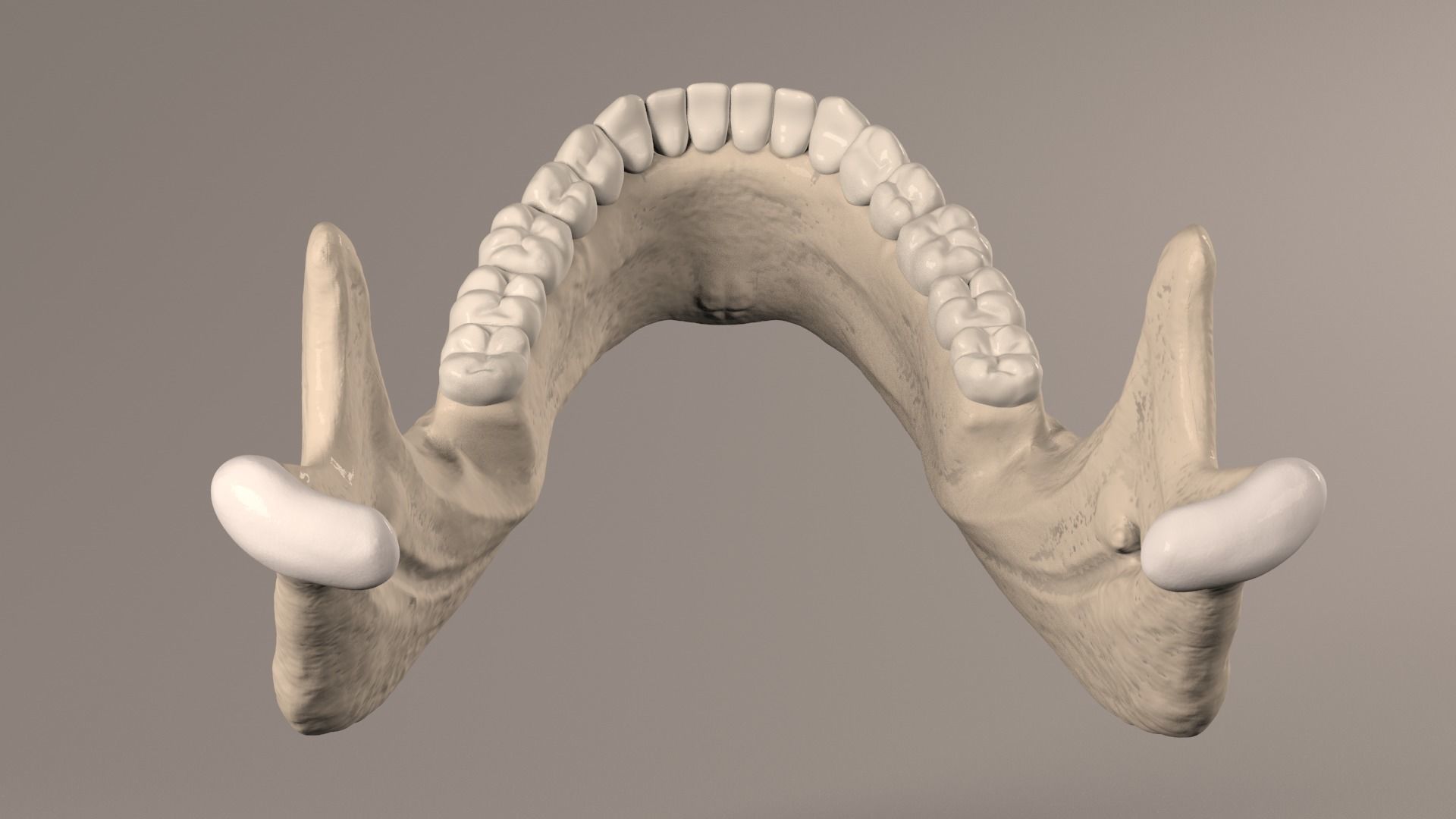 Lower Jaw with Lower Teeth model Low-poly 3D model_21