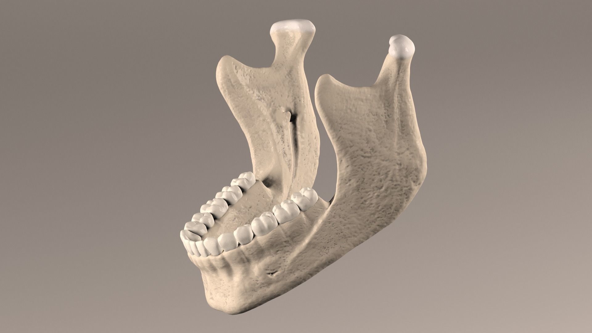 Lower Jaw with Lower Teeth model Low-poly 3D model_3