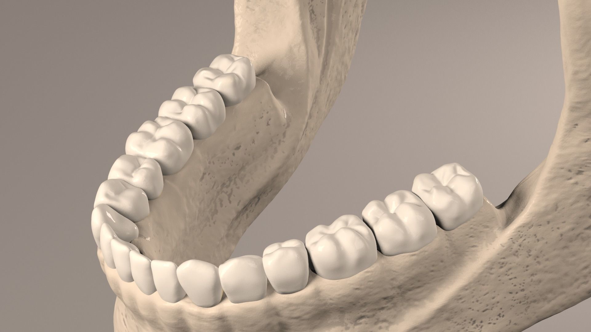Lower Jaw with Lower Teeth model Low-poly 3D model_12