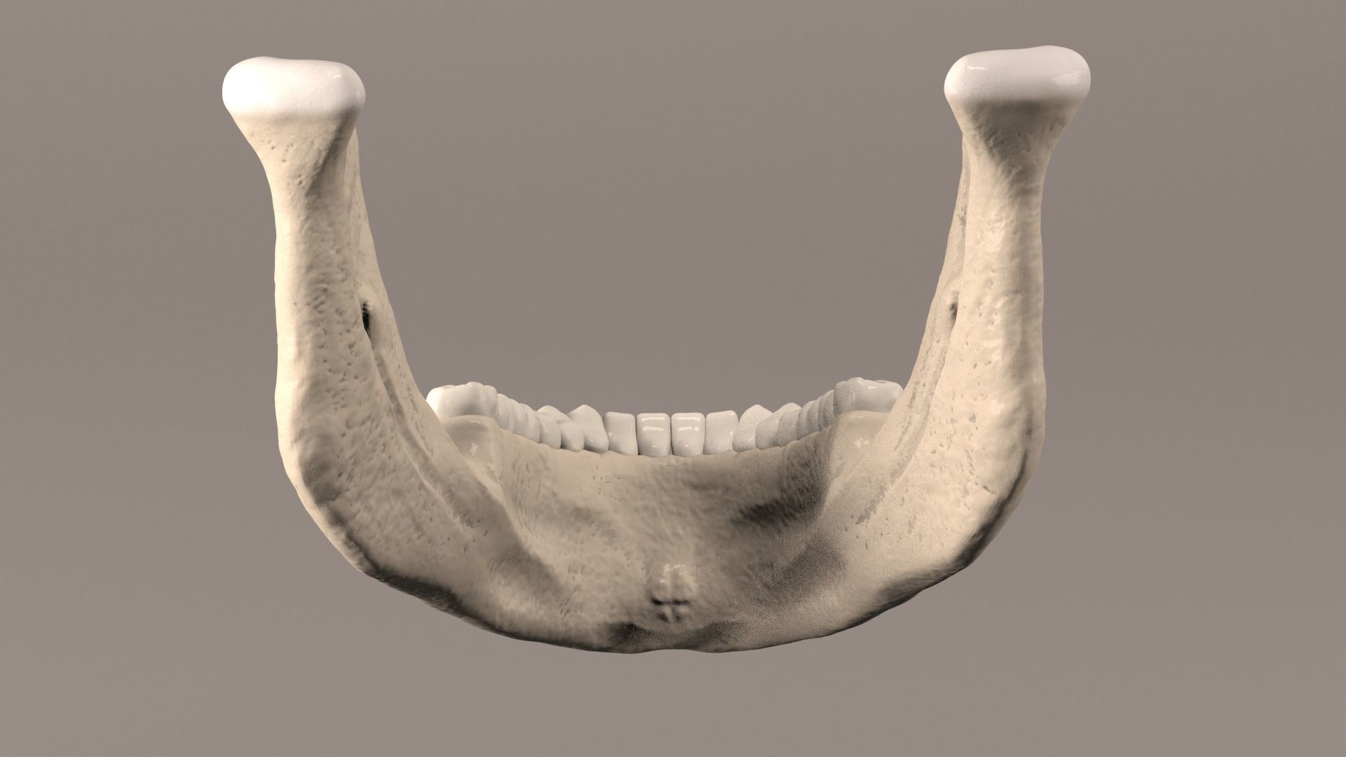 Lower Jaw with Lower Teeth model Low-poly 3D model_6