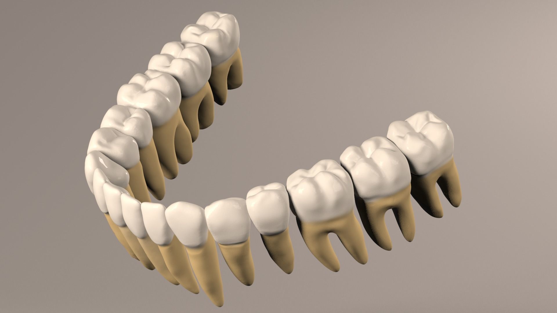 Lower Jaw with Lower Teeth model Low-poly 3D model_2