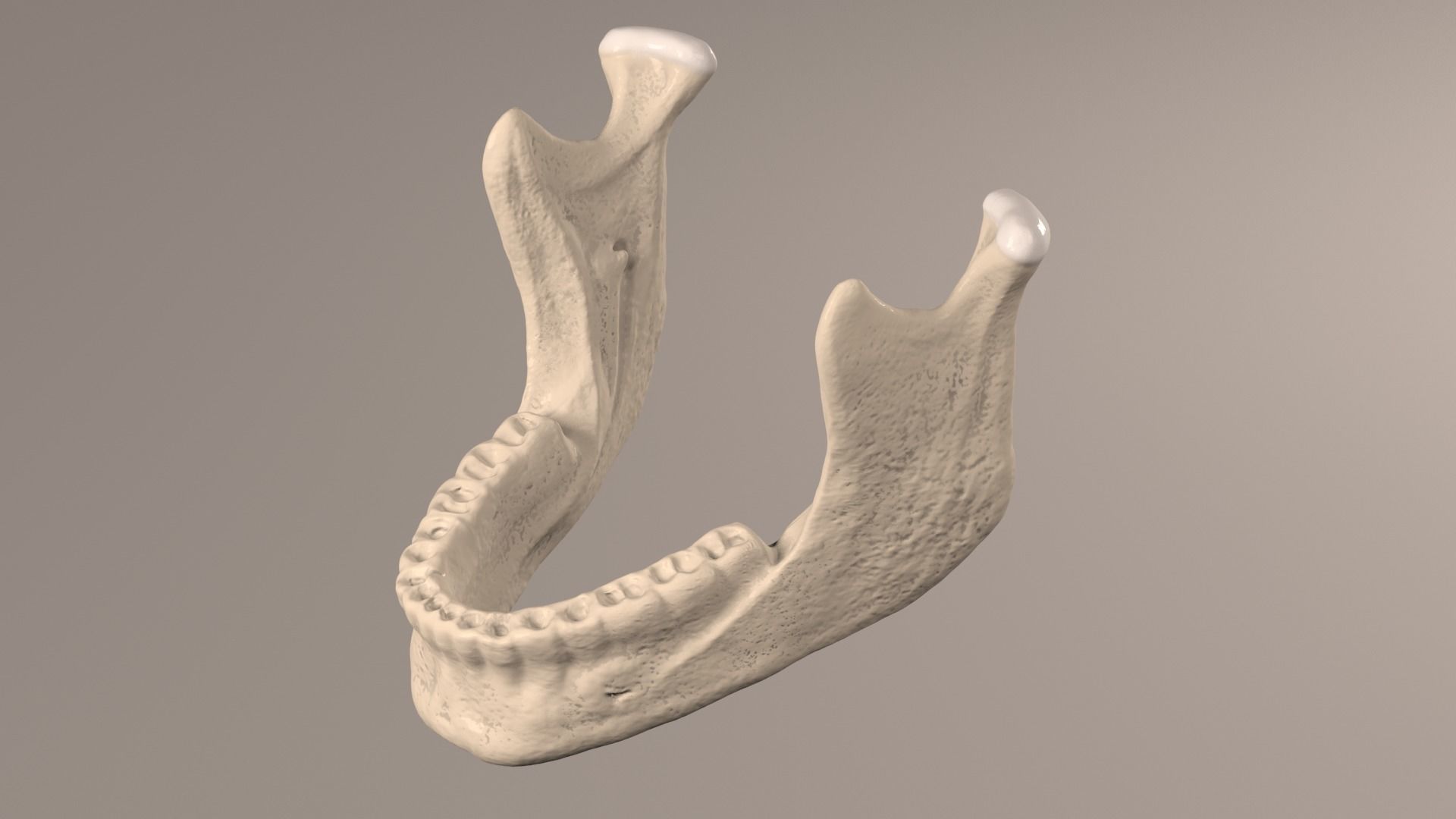 Lower Jaw with Lower Teeth model Low-poly 3D model_11
