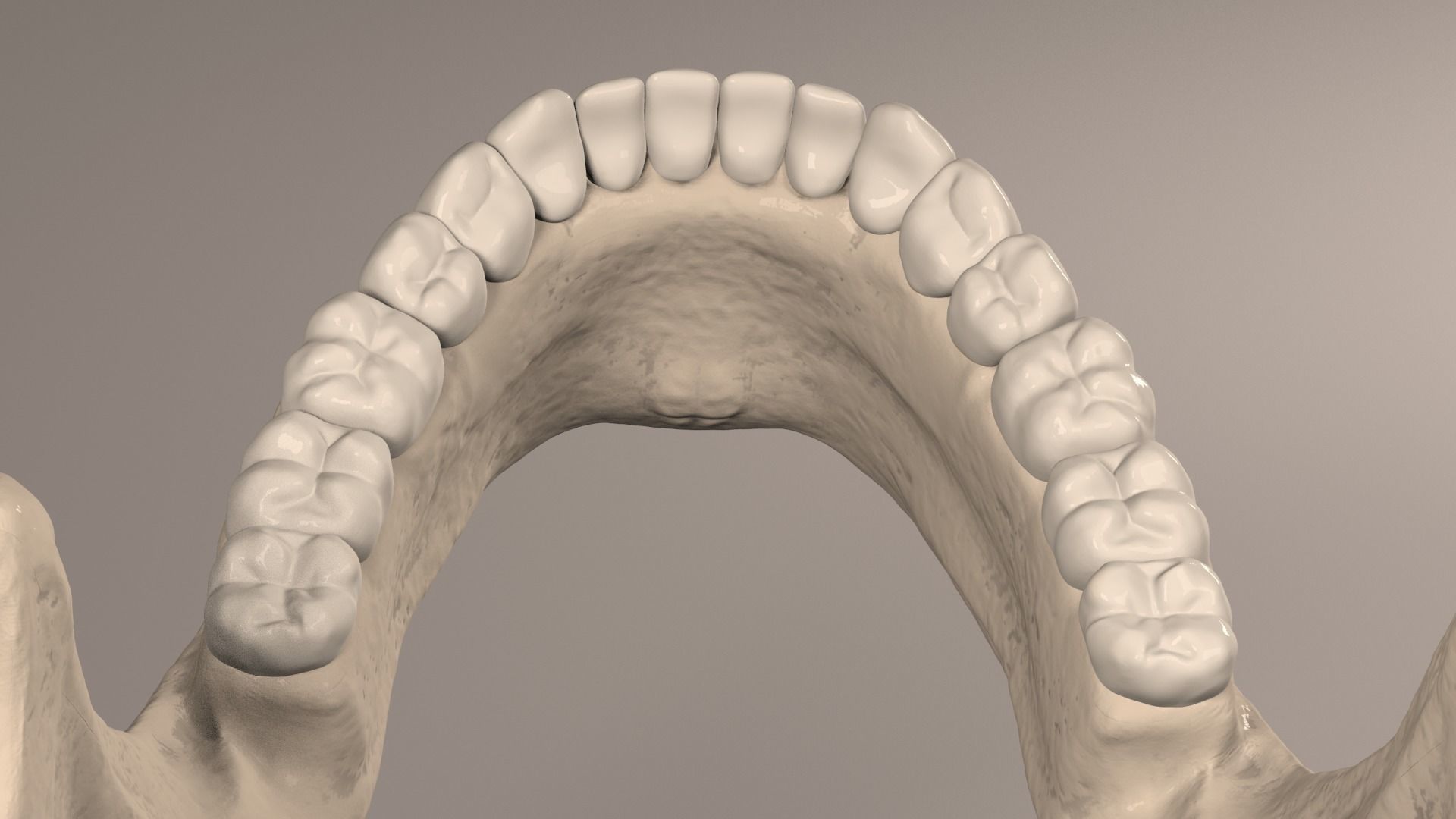 Lower Jaw with Lower Teeth model Low-poly 3D model_17