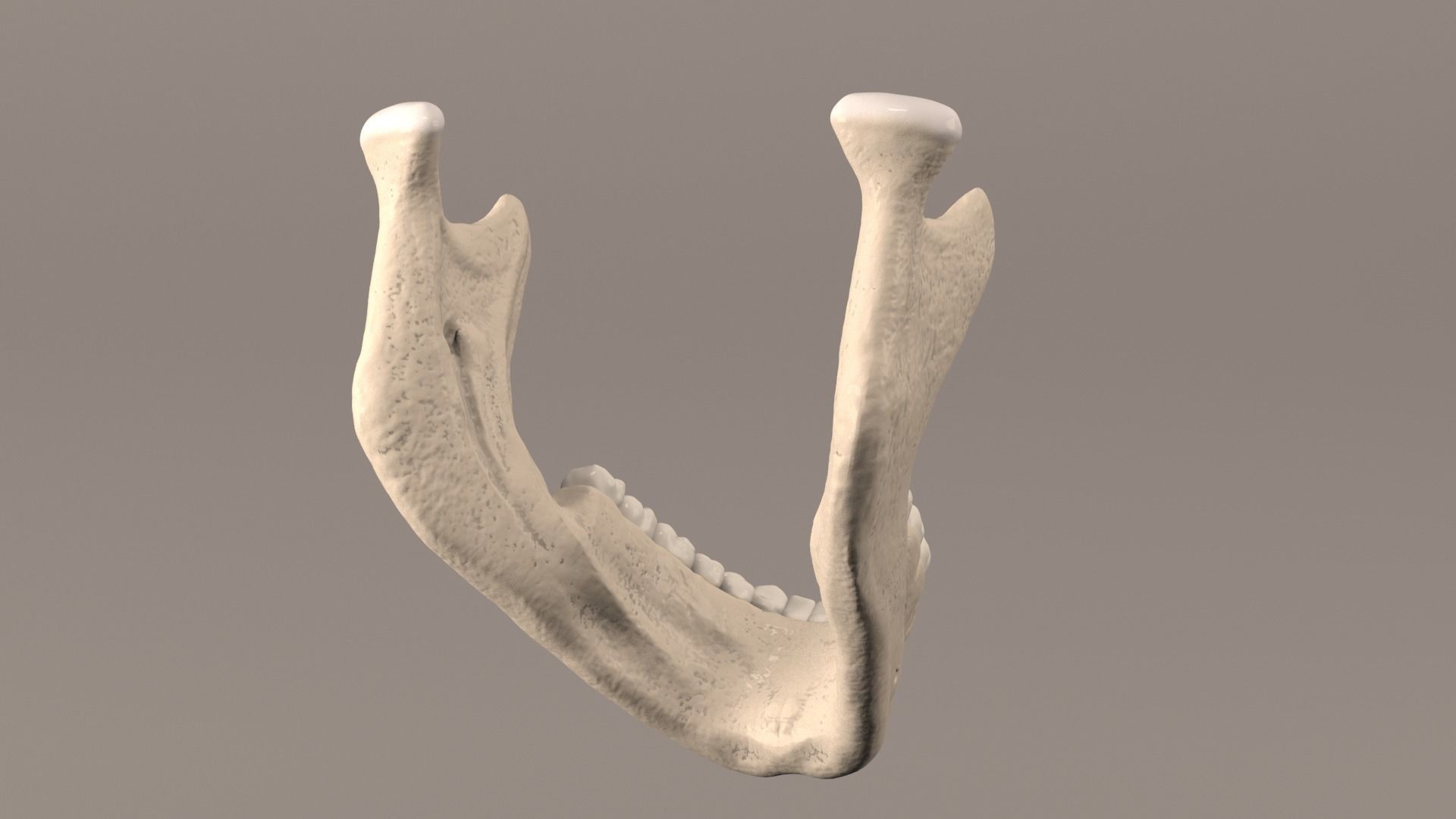 Lower Jaw with Lower Teeth model Low-poly 3D model_8