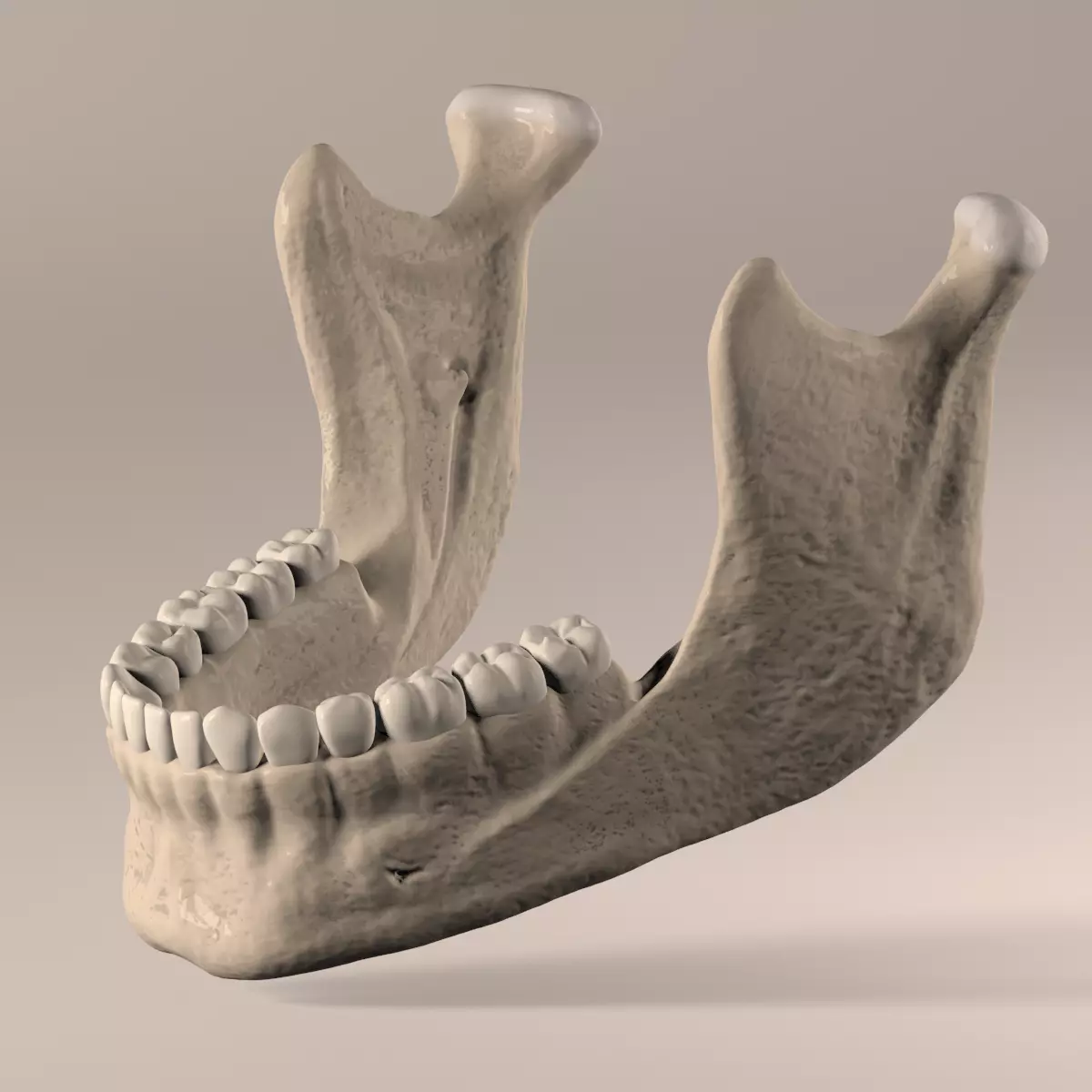 Lower Jaw with Lower Teeth model Low-poly 3D model_0
