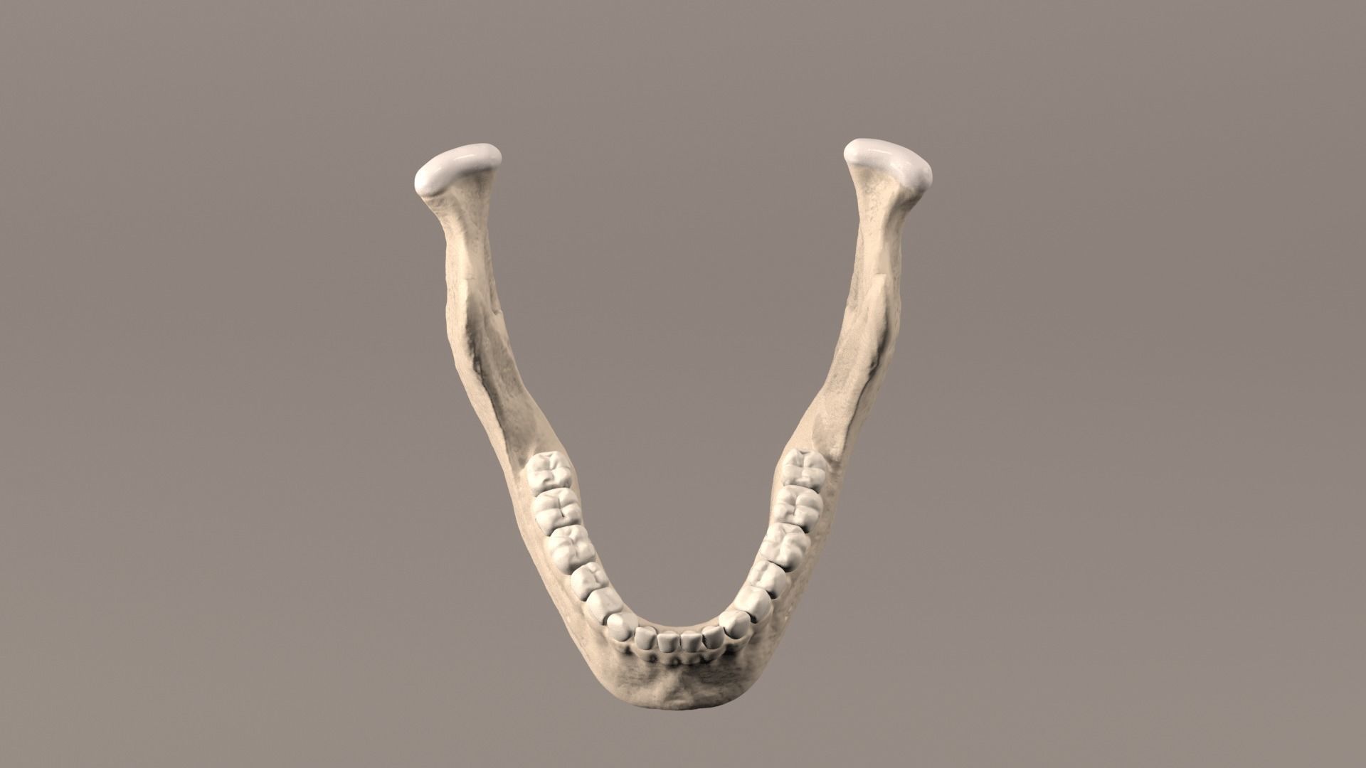 Lower Jaw with Lower Teeth model Low-poly 3D model_9