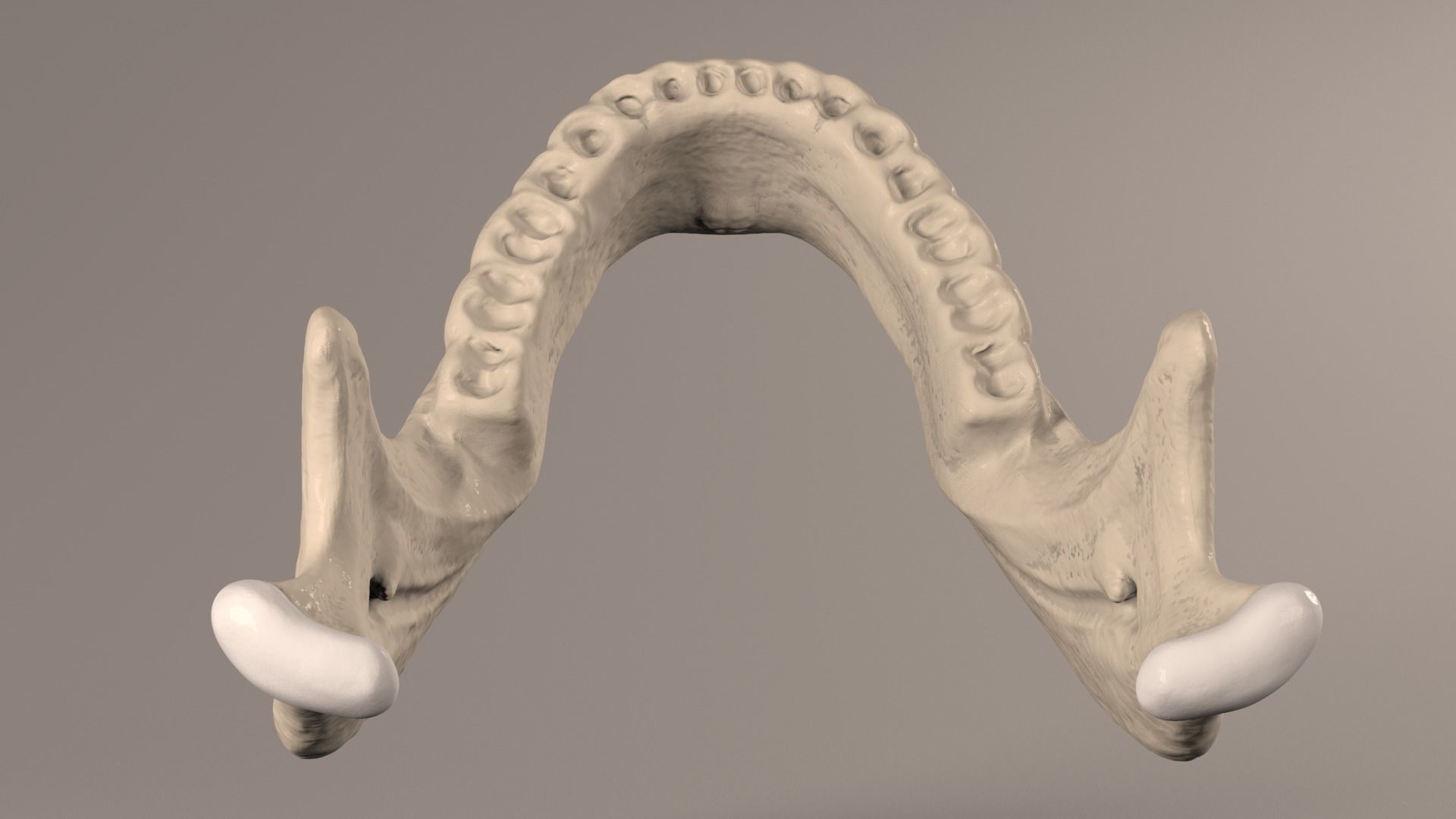 Lower Jaw with Lower Teeth model Low-poly 3D model_23