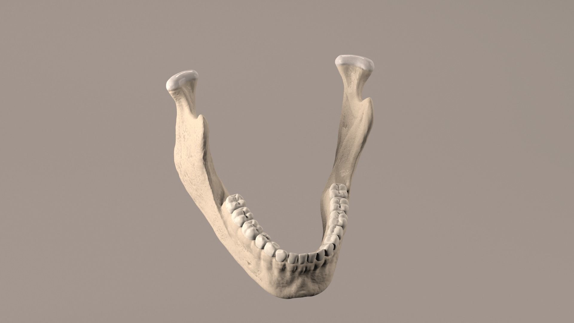 Lower Jaw with Lower Teeth model Low-poly 3D model_10
