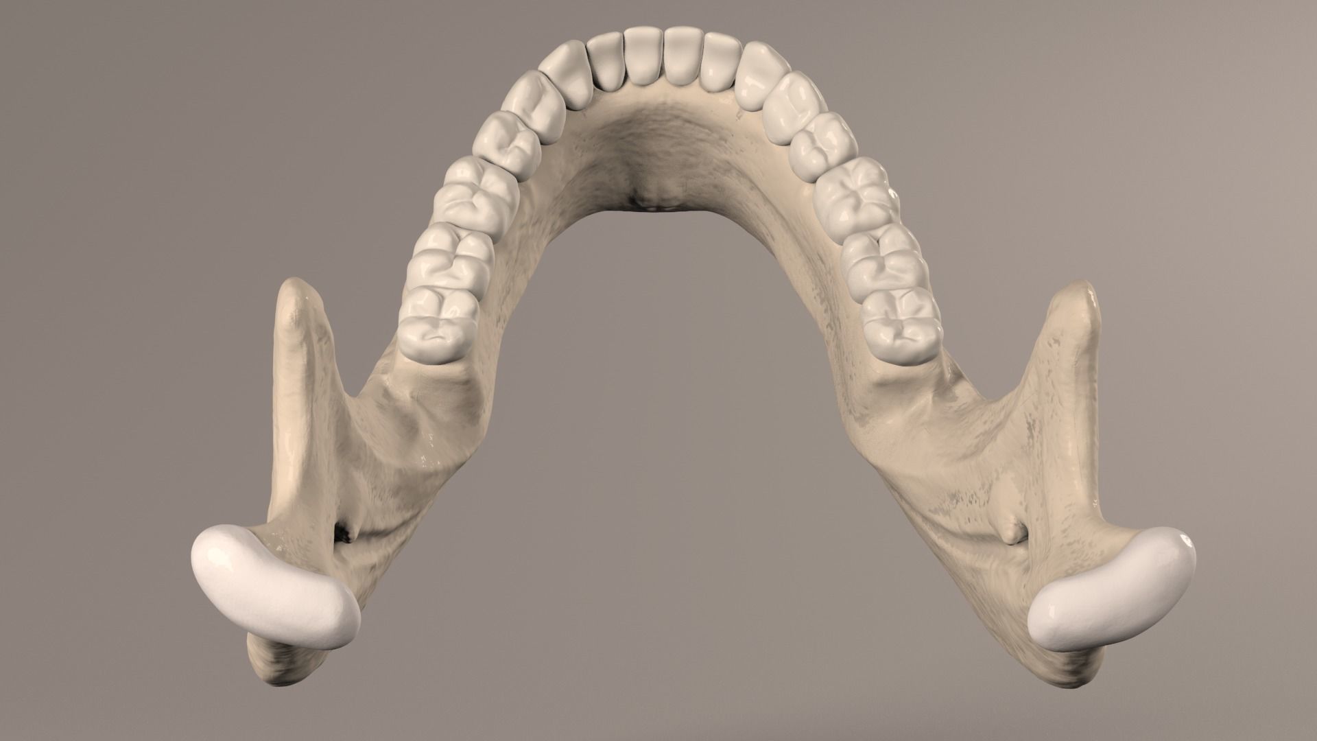 Lower Jaw with Lower Teeth model Low-poly 3D model_22