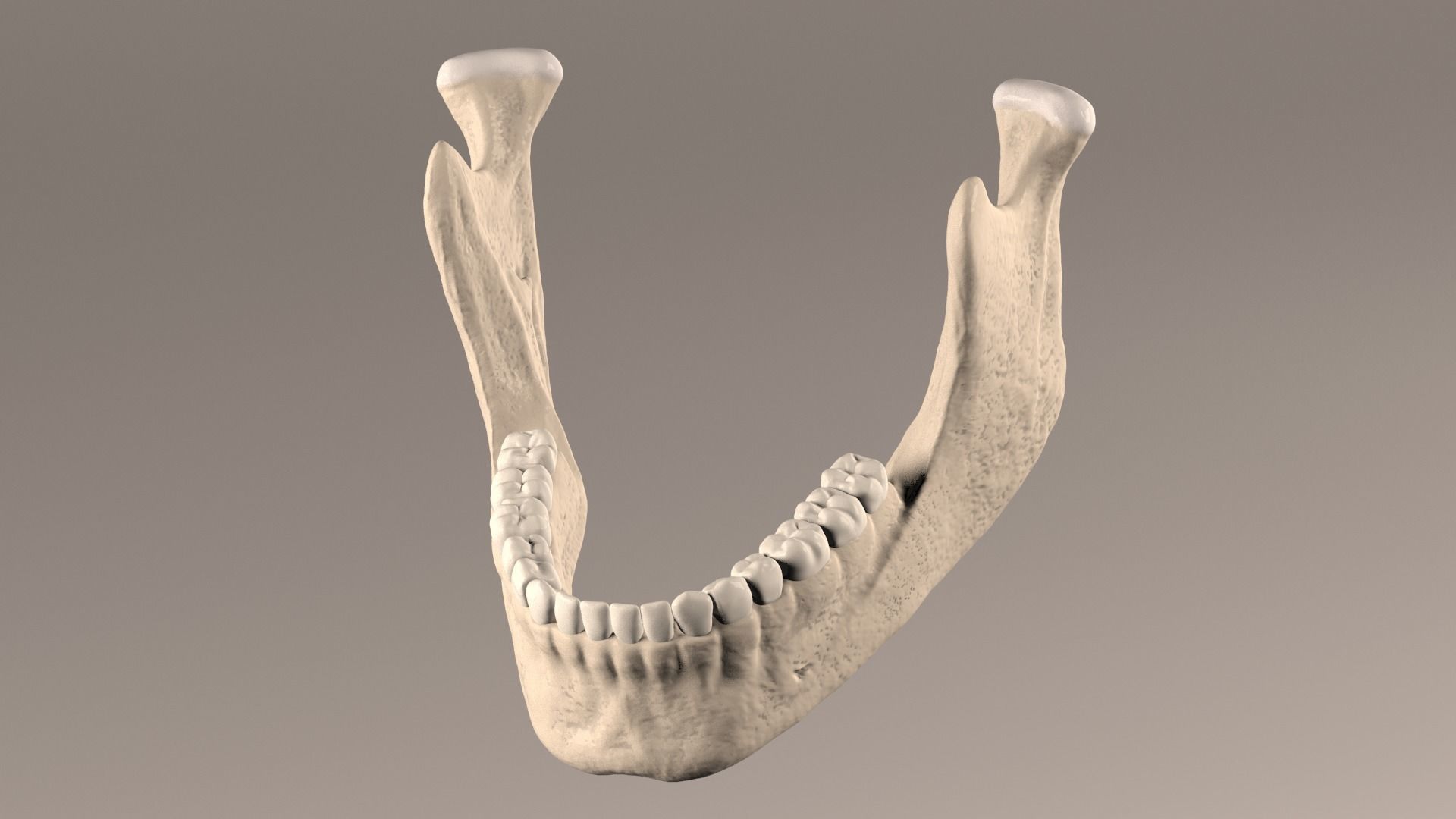 Lower Jaw with Lower Teeth model Low-poly 3D model_1