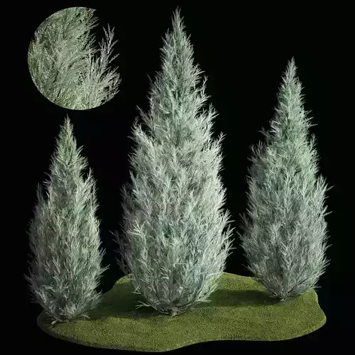 Blue Cypress Juniper And Thuja 1166 3D model