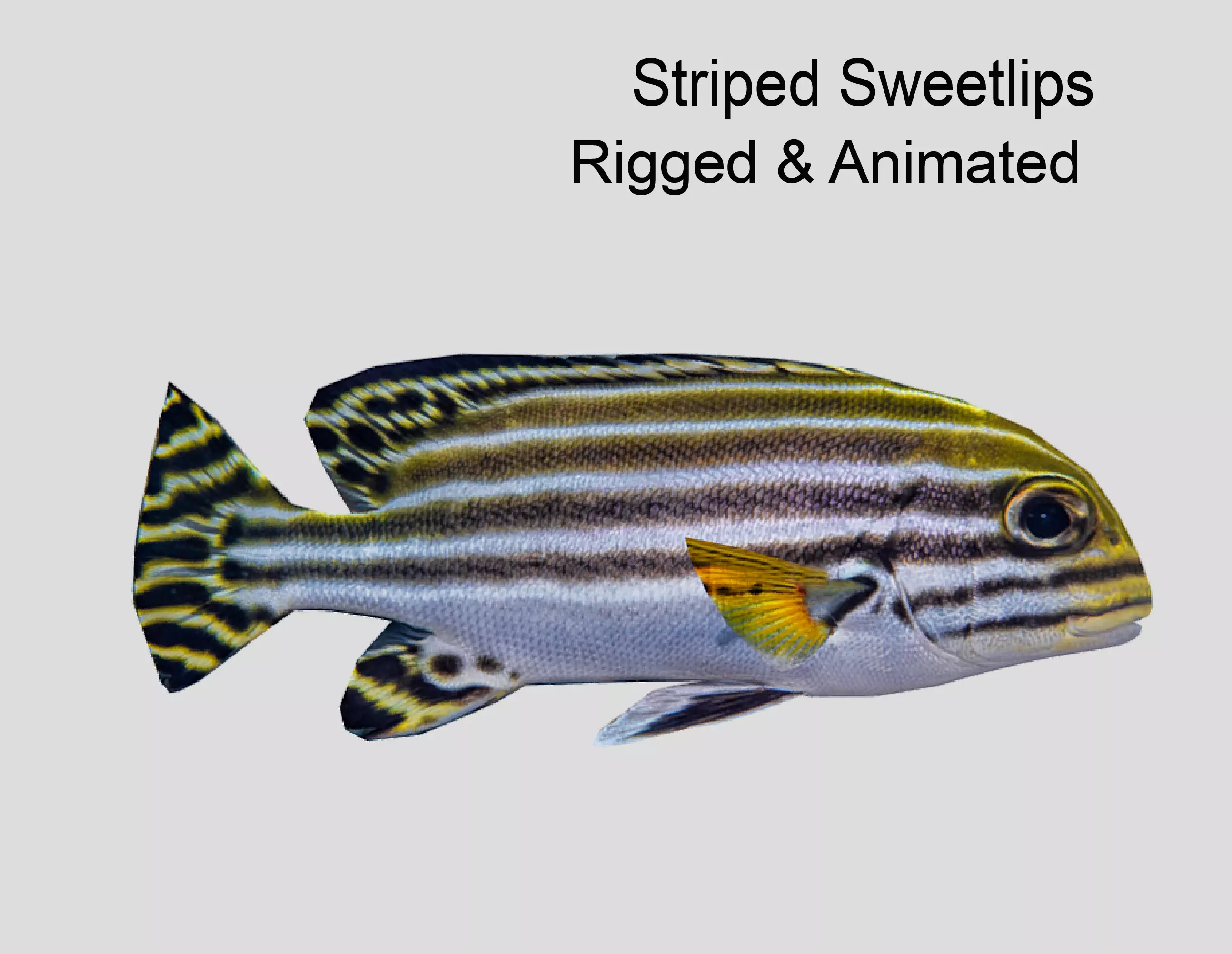 Striped sweetlips Low-poly 3D model