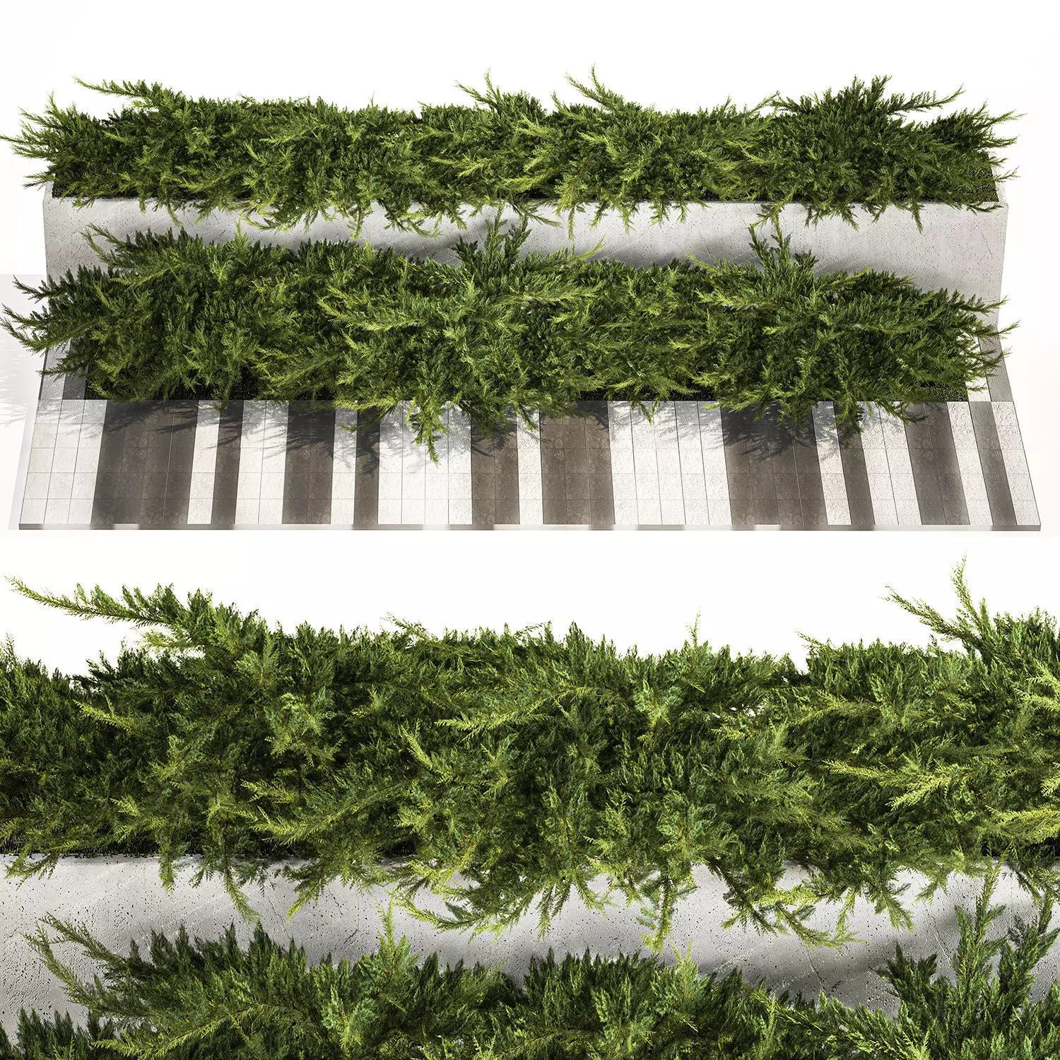 Cypress and juniper for the urban environment 1168 3D model