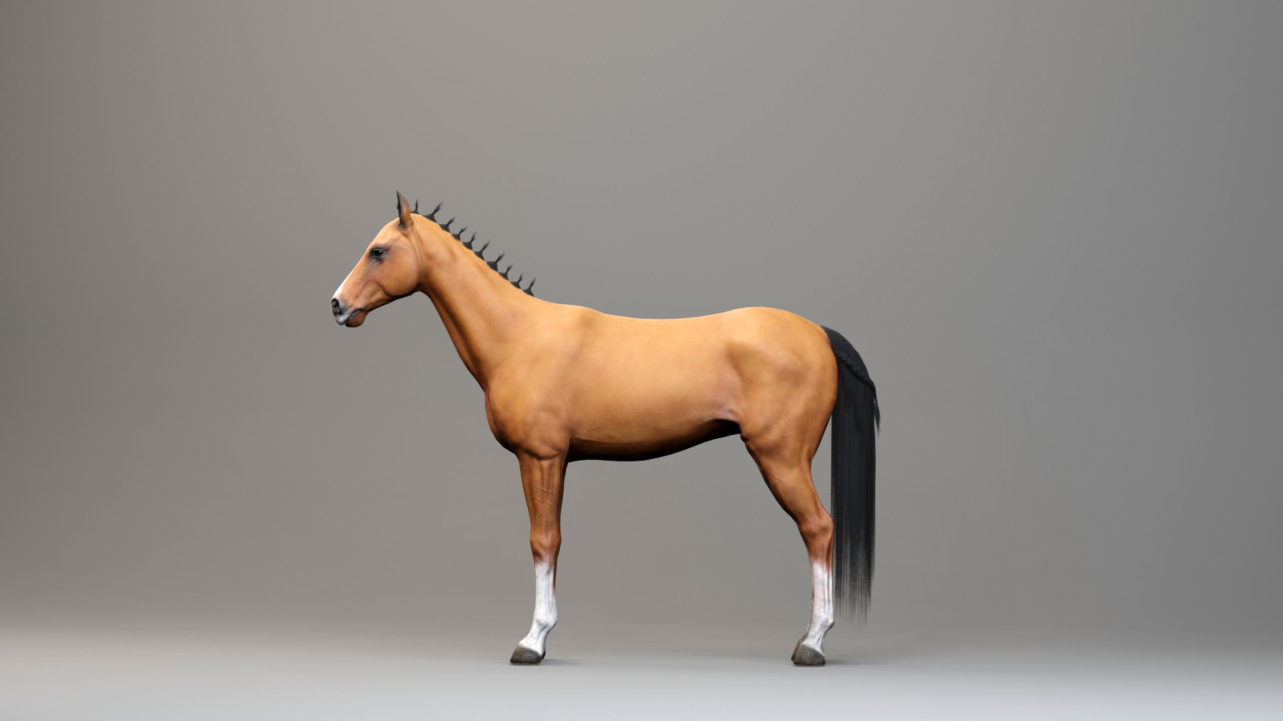Classic Horse - Medieval Type Low-poly 3D model_6