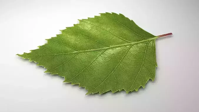 leaf 3d model 3D model