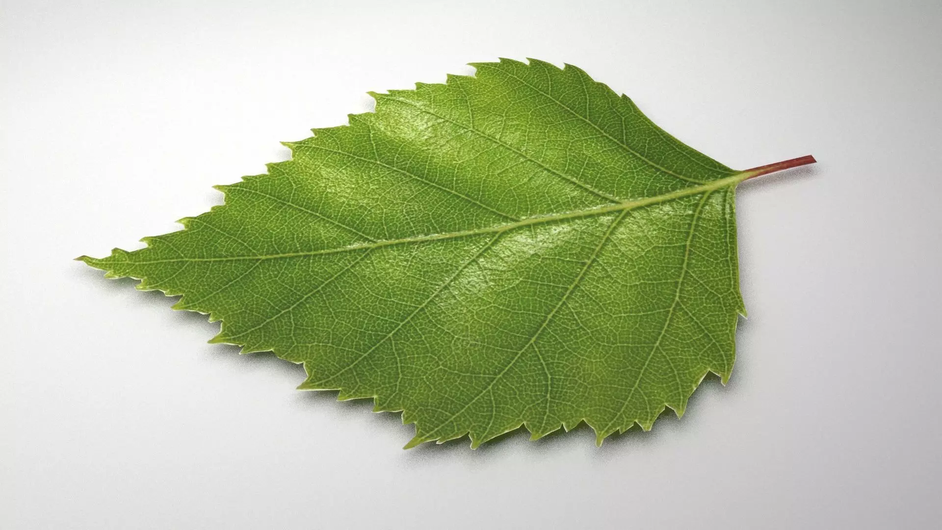 leaf 3d model 3D model_0