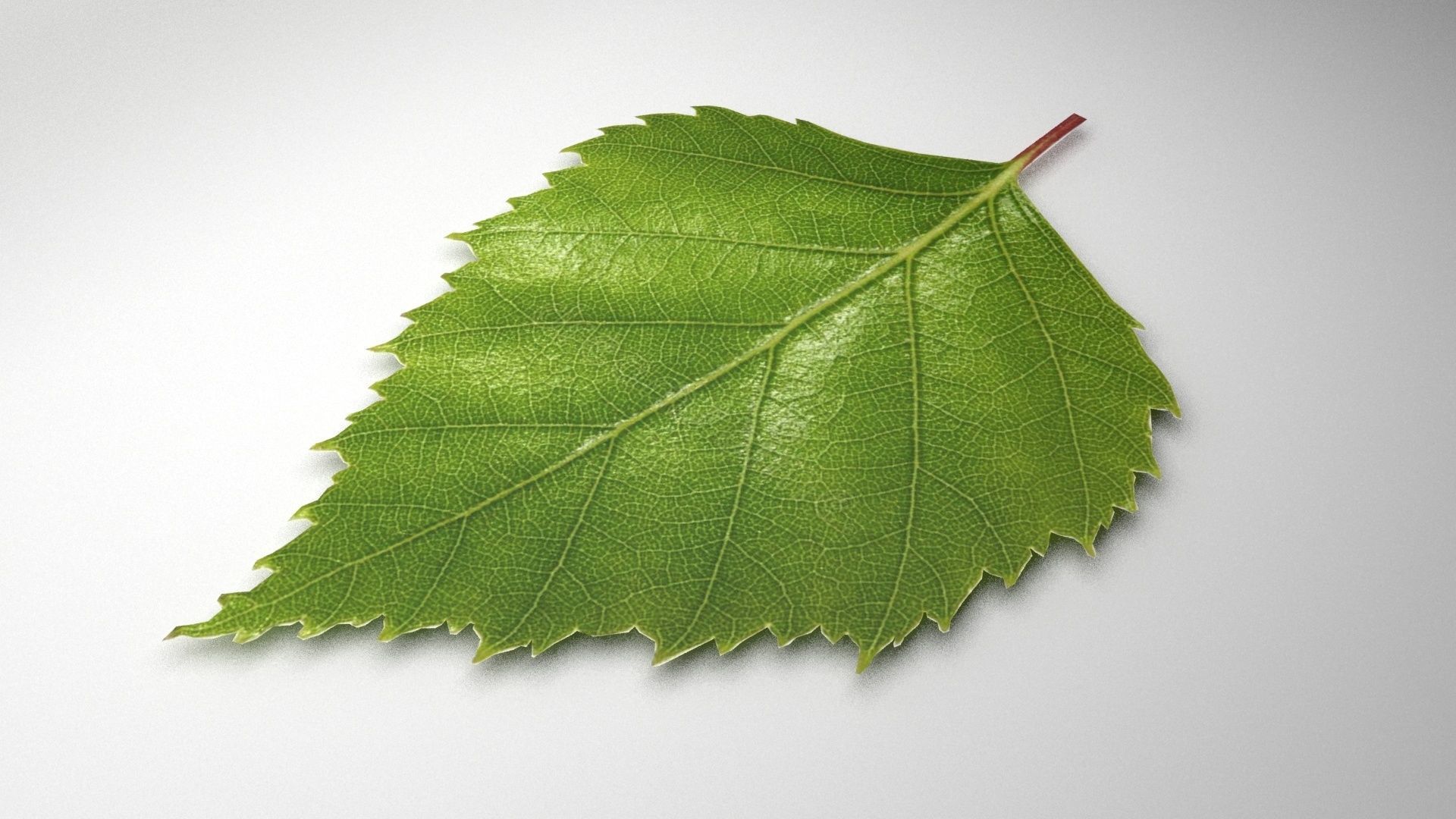 leaf 3d model 3D model_1