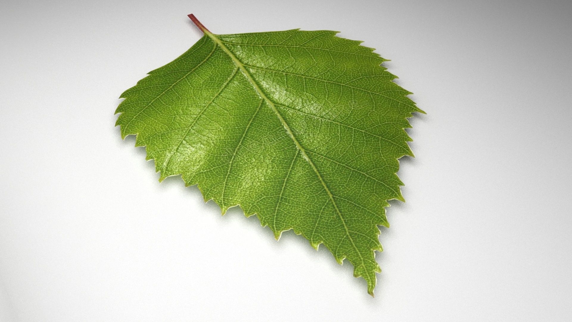 leaf 3d model 3D model_2