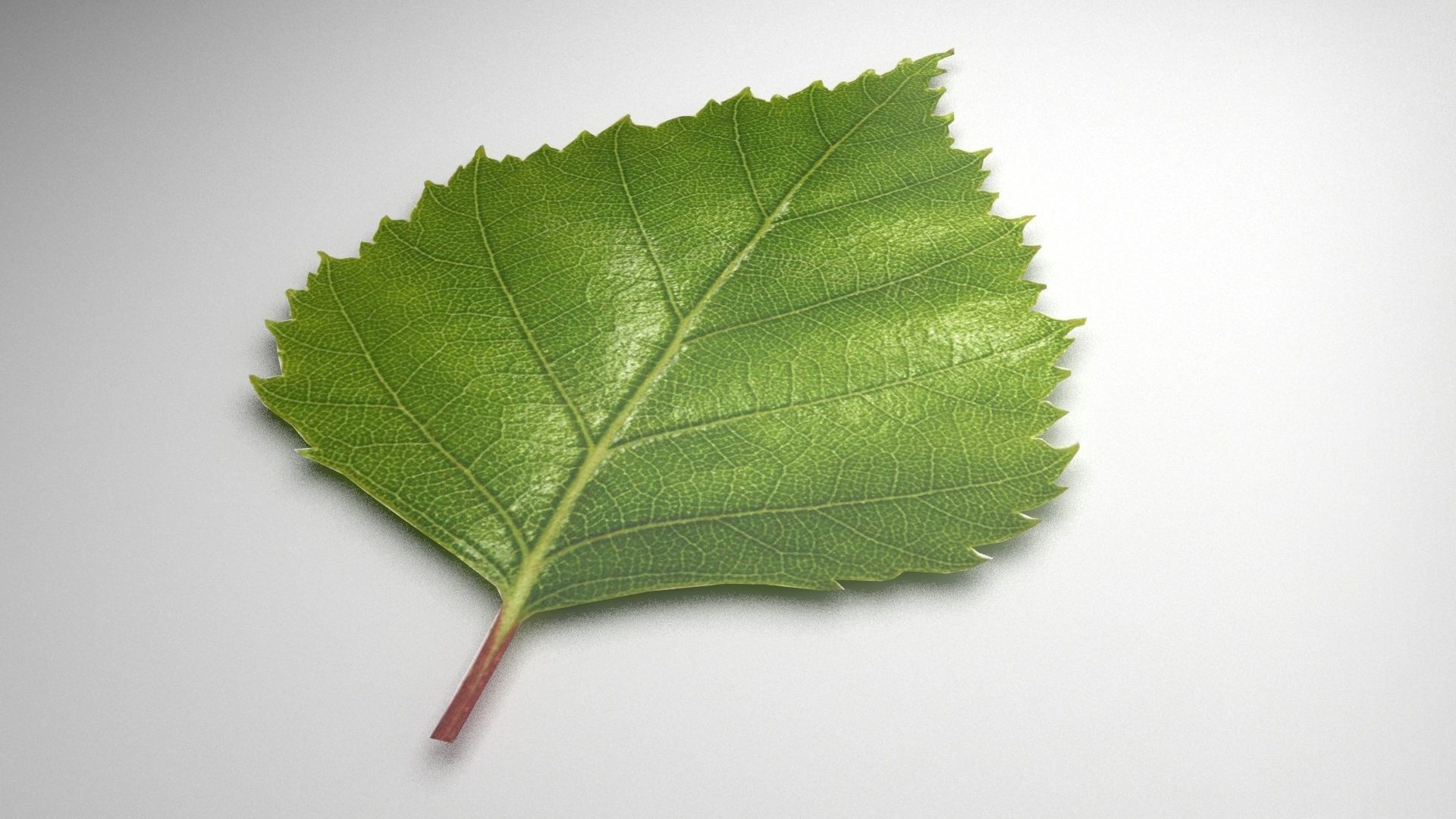 leaf 3d model 3D model_3