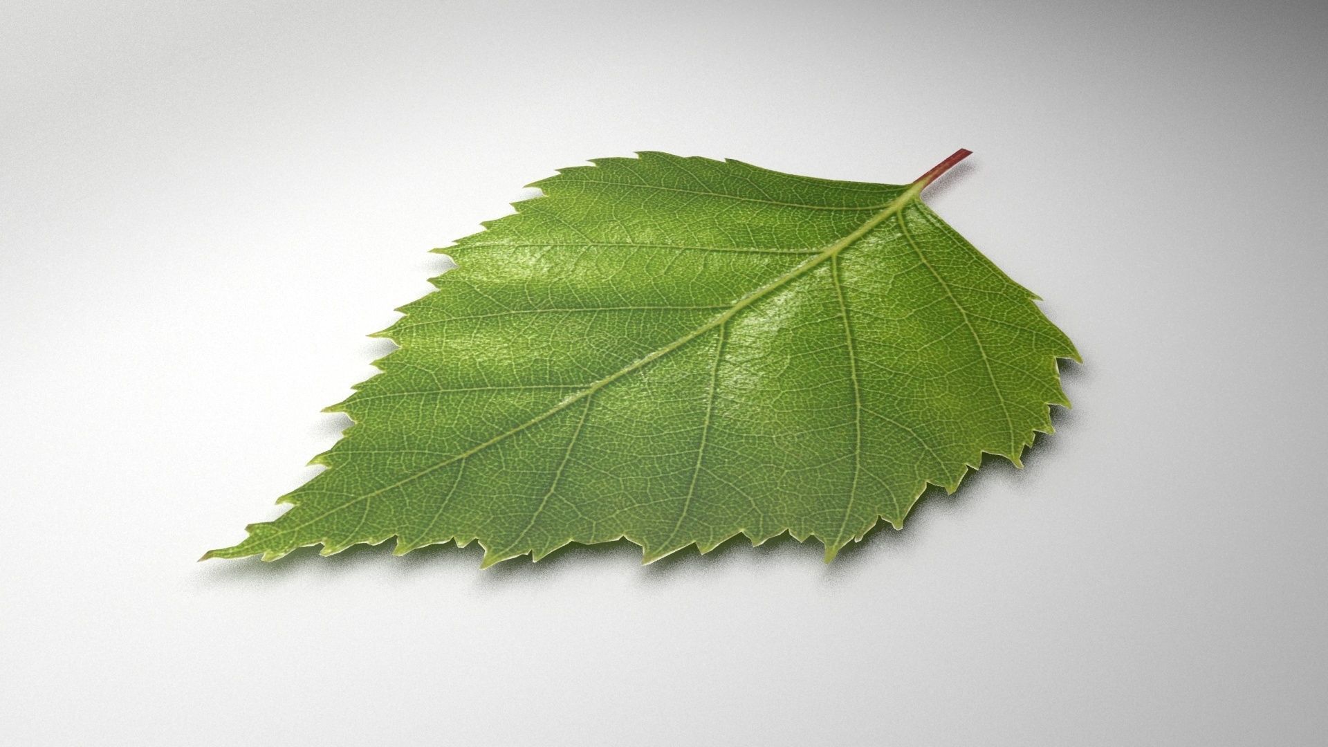 leaf 3d model 3D model_5